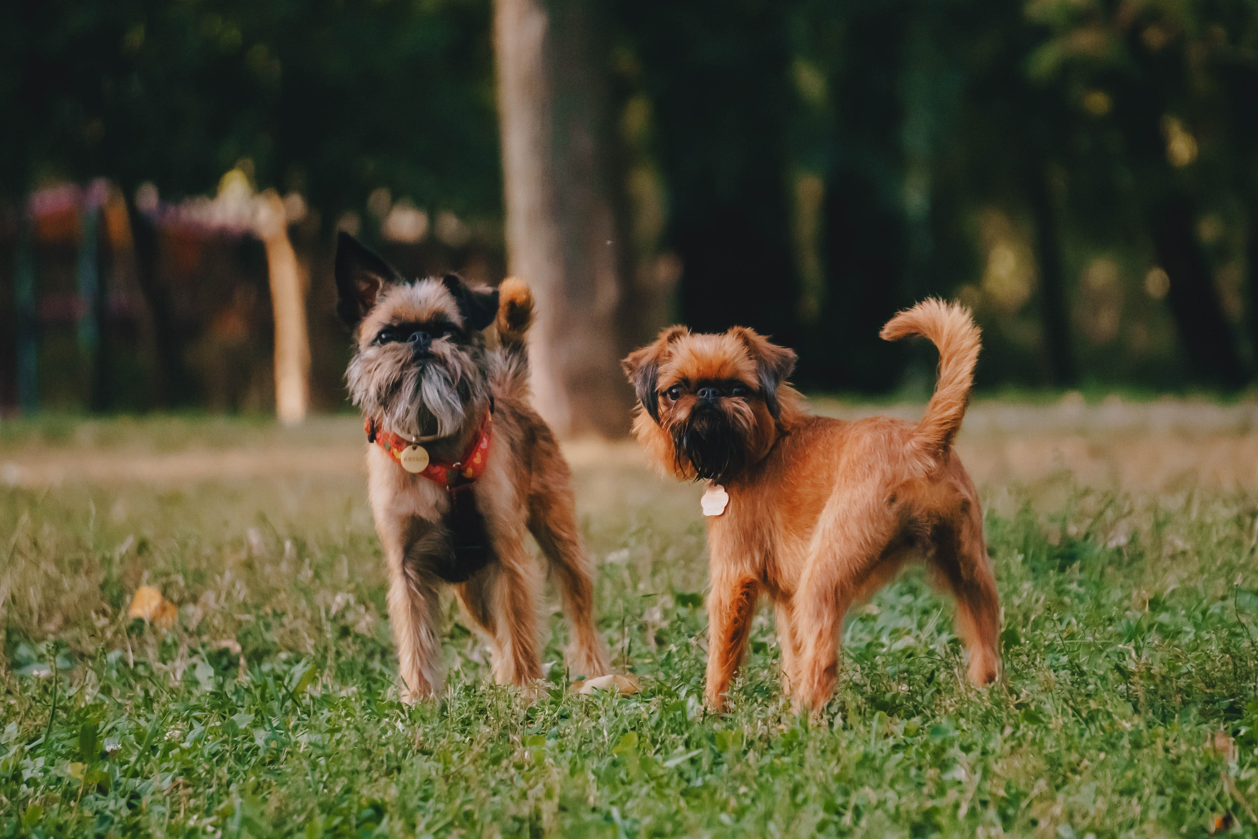 Мини-туса гриффоны и брабансоны. Фотограф-анималист Ксения Воробьева, Москва