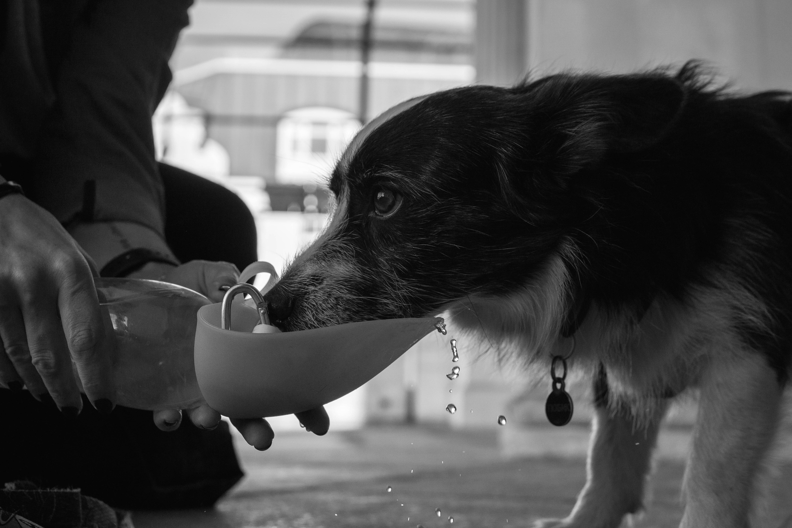 Даша и Тюбик. Фотограф-анималист Ксения Воробьева, Москва