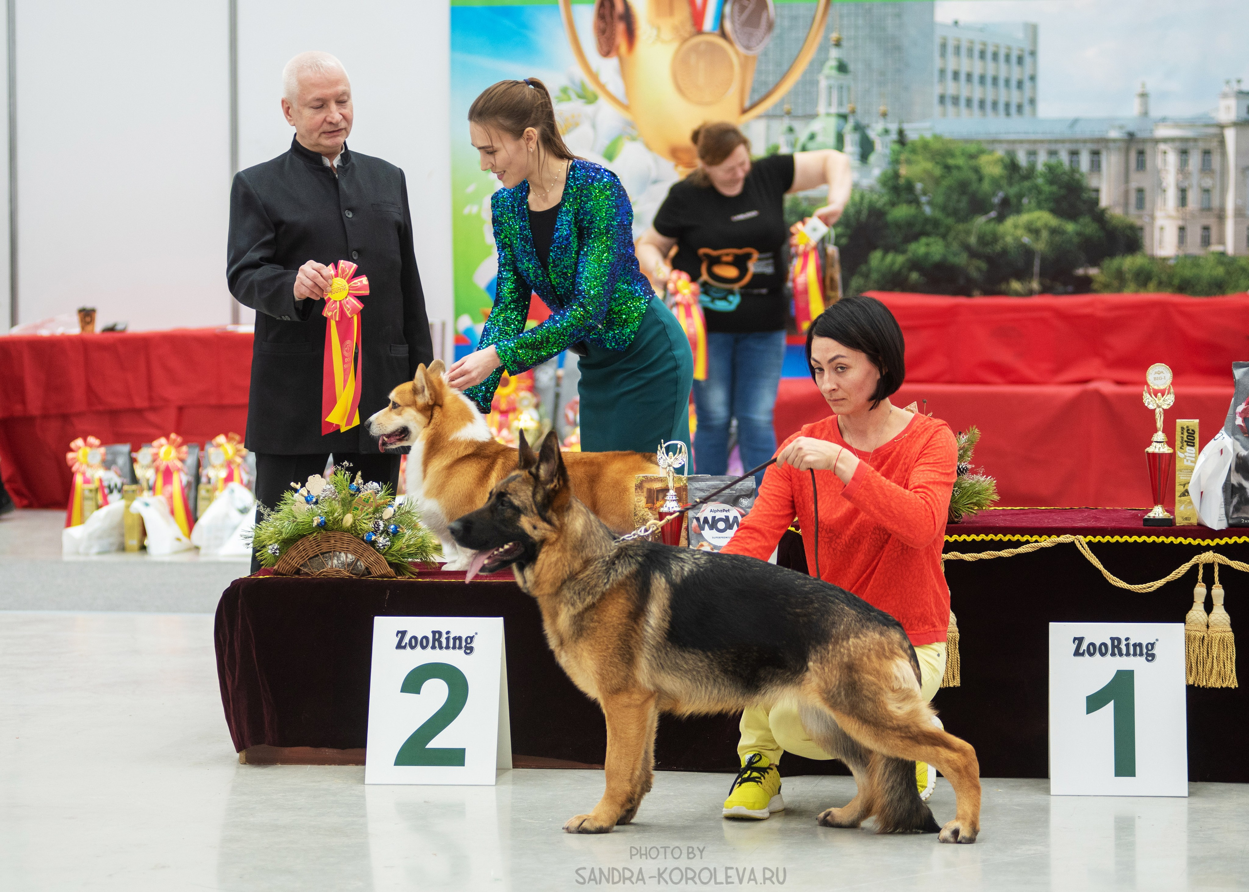 Выставка собак тюмень 14.01.2023. Дог-фотограф в Тюмени Александра Королева