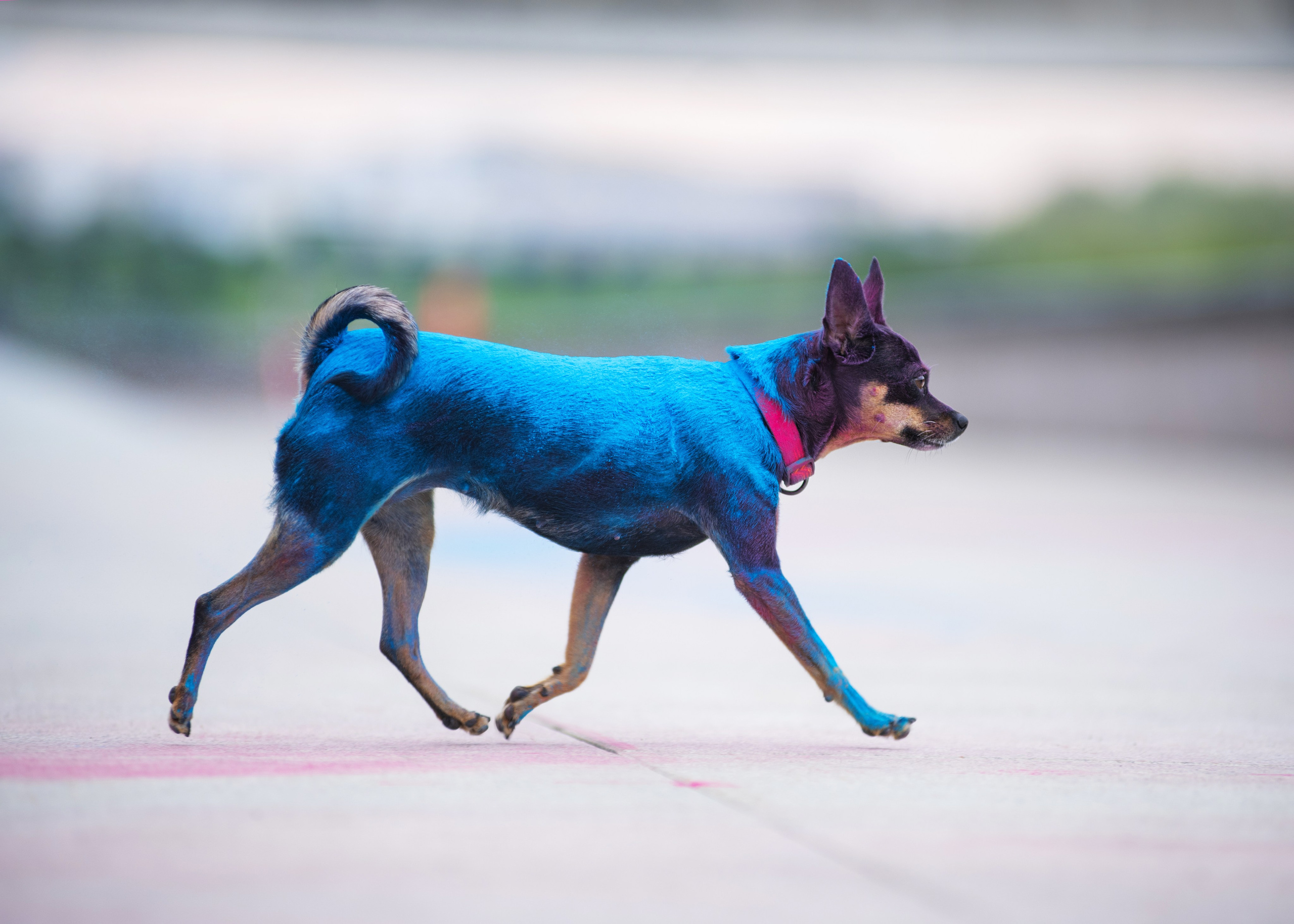 Мотя и краски холли. Дог-фотограф в Тюмени Александра Королева