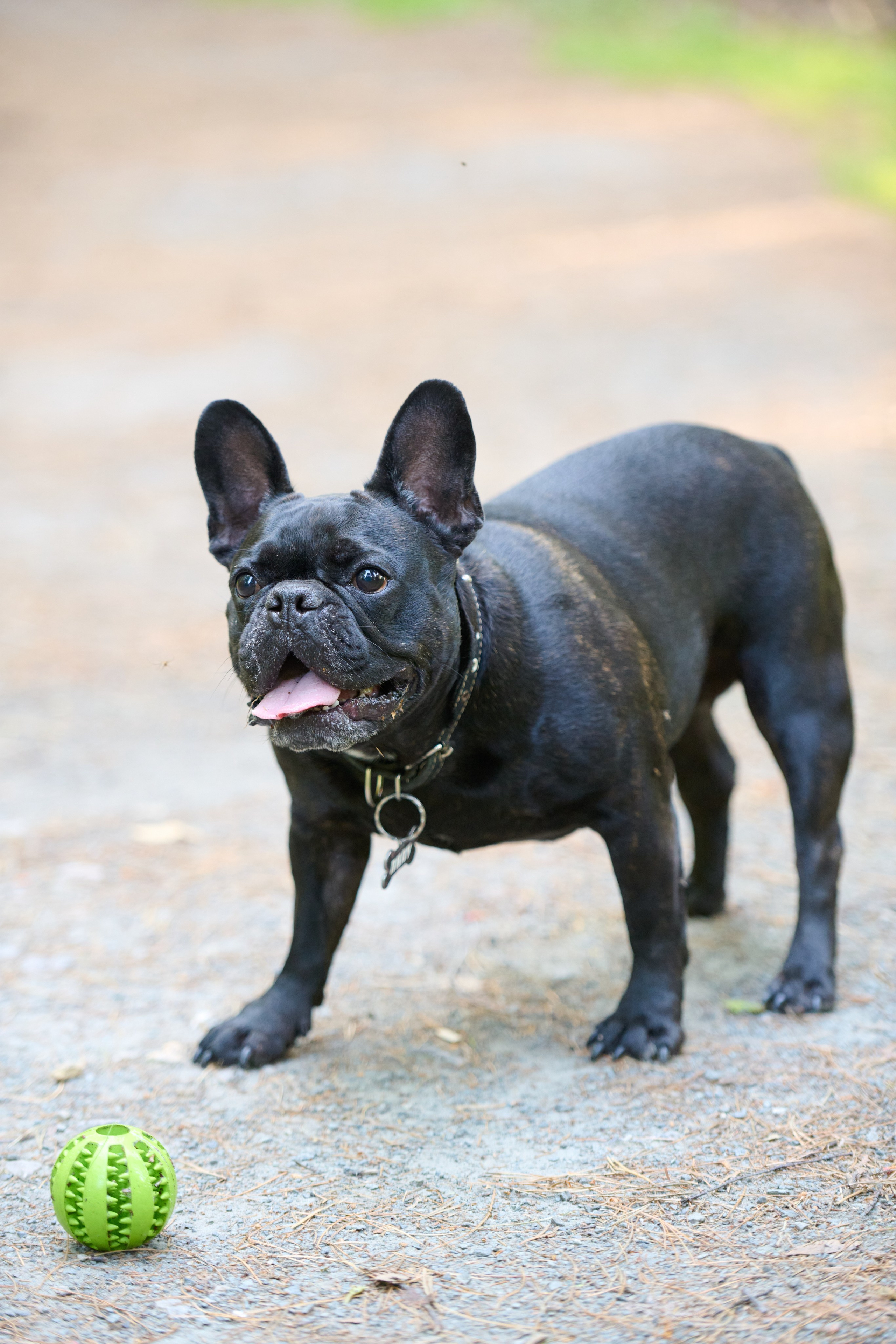 Семейная фотосессия с собакой. Репортажный и семейный фотограф — Шелихов Сергей