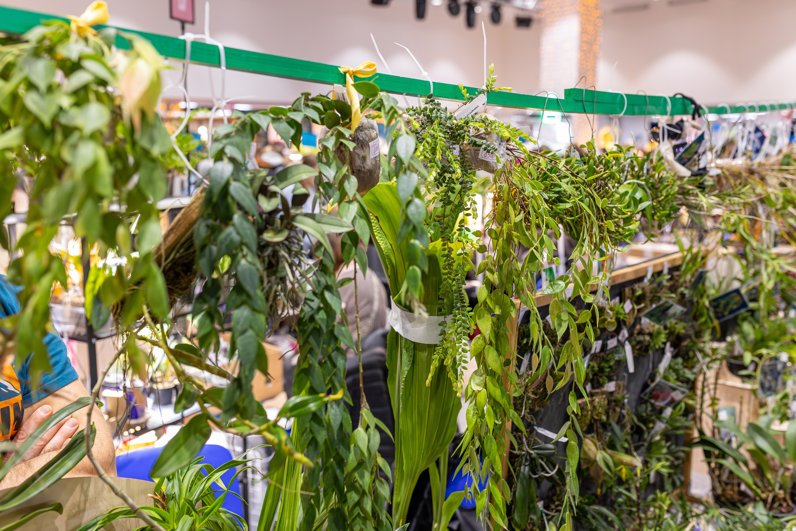 Орхидиум 12.2025. Александра Куликова фотограф, Москва