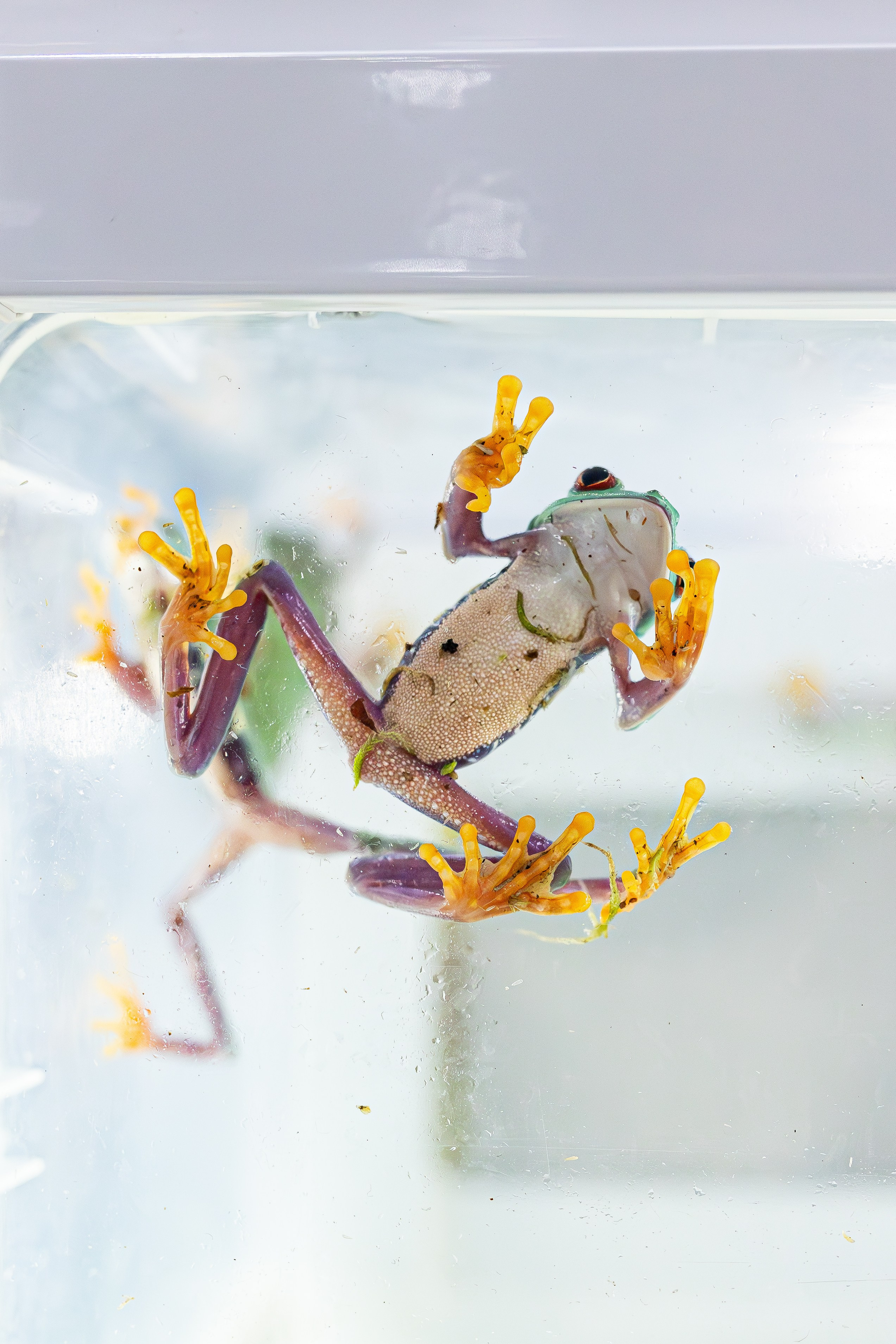 Рептилиум июнь 2025. Александра Куликова фотограф, Москва