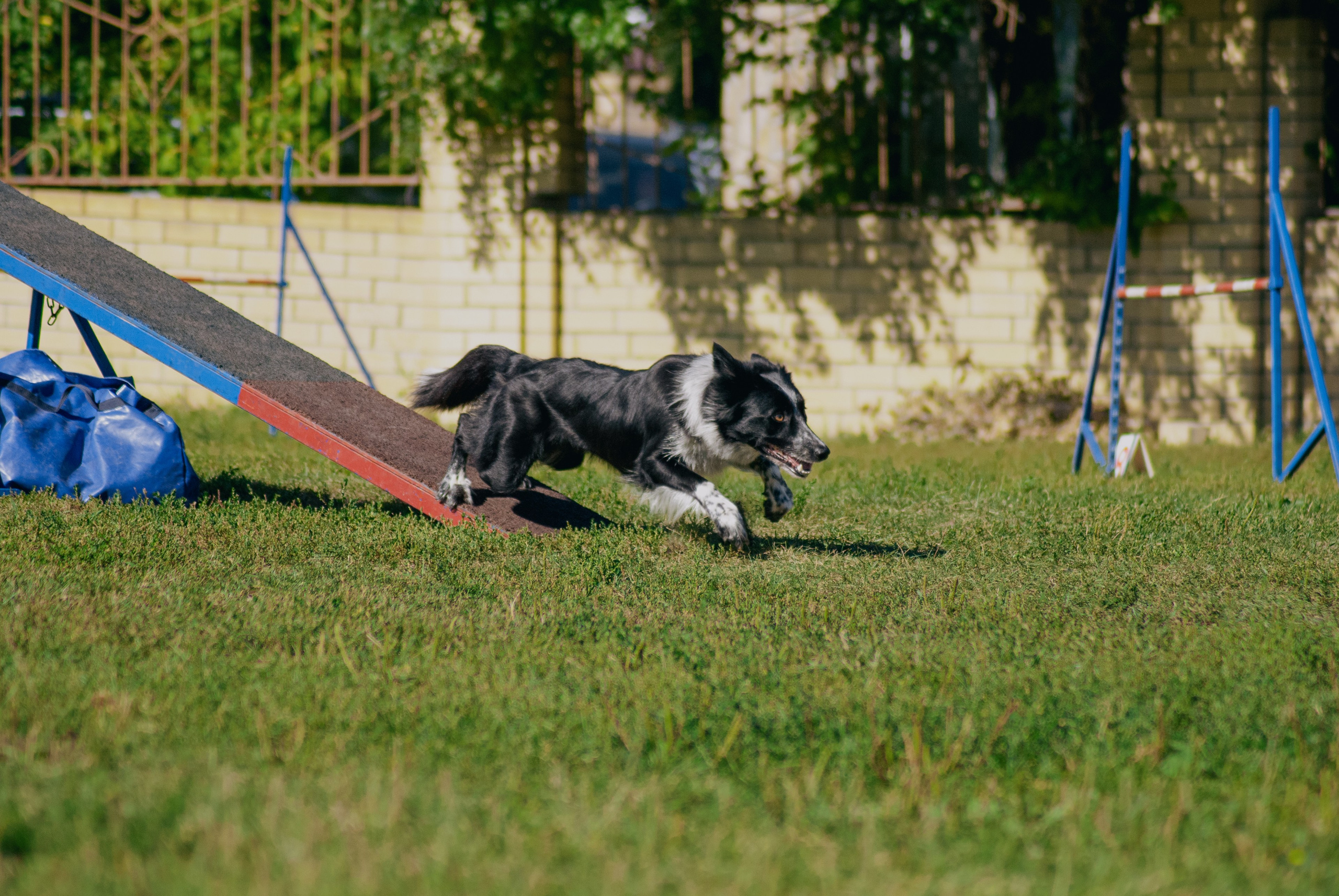 Аджилити. Фотограф в Тюмени Лизавета Сапицкая