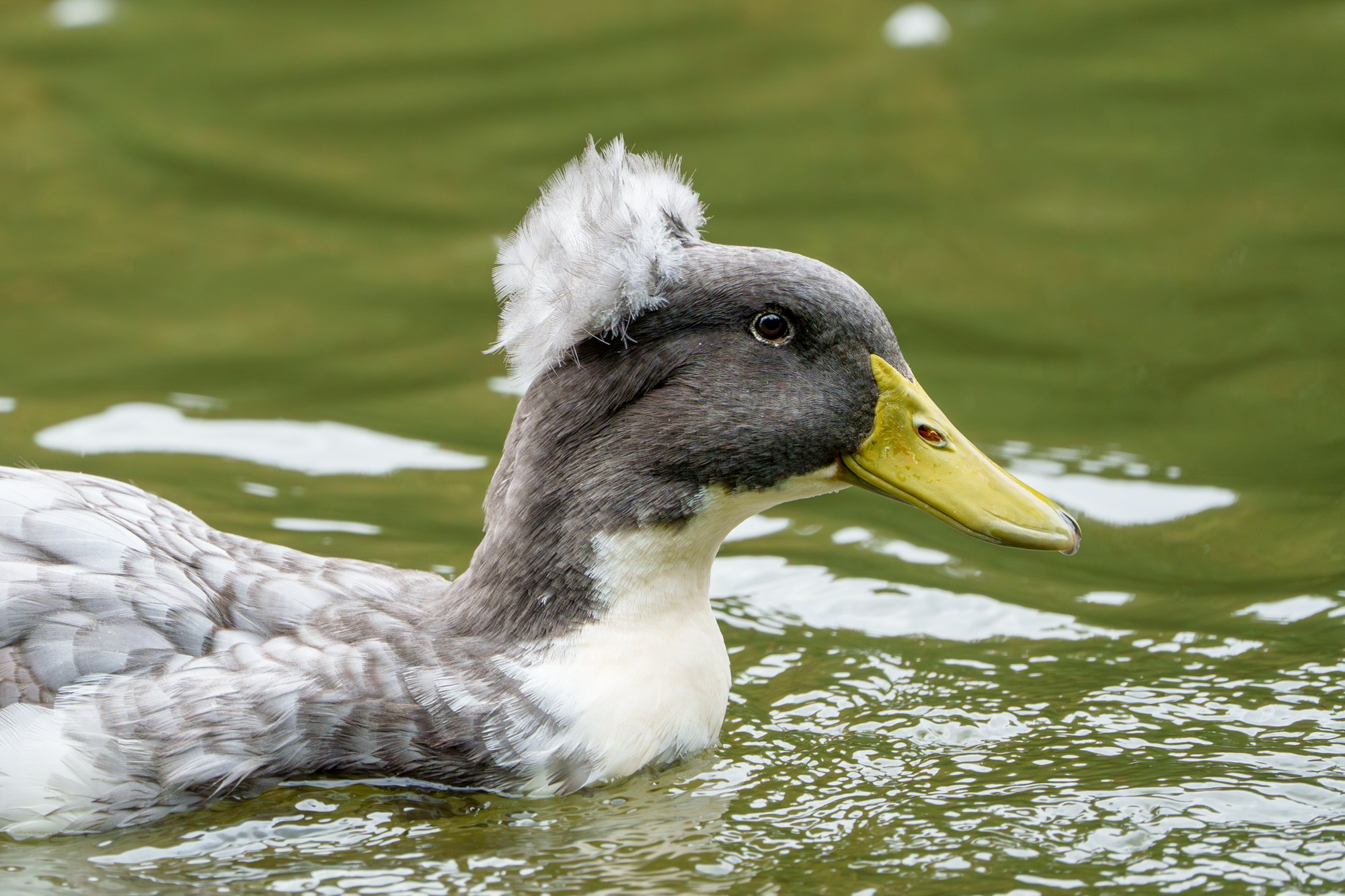 Удивительные мир птиц. Вокруг нас столько прекрасного — присмотритесь!. Ваш личный фотограф Марина Волкова