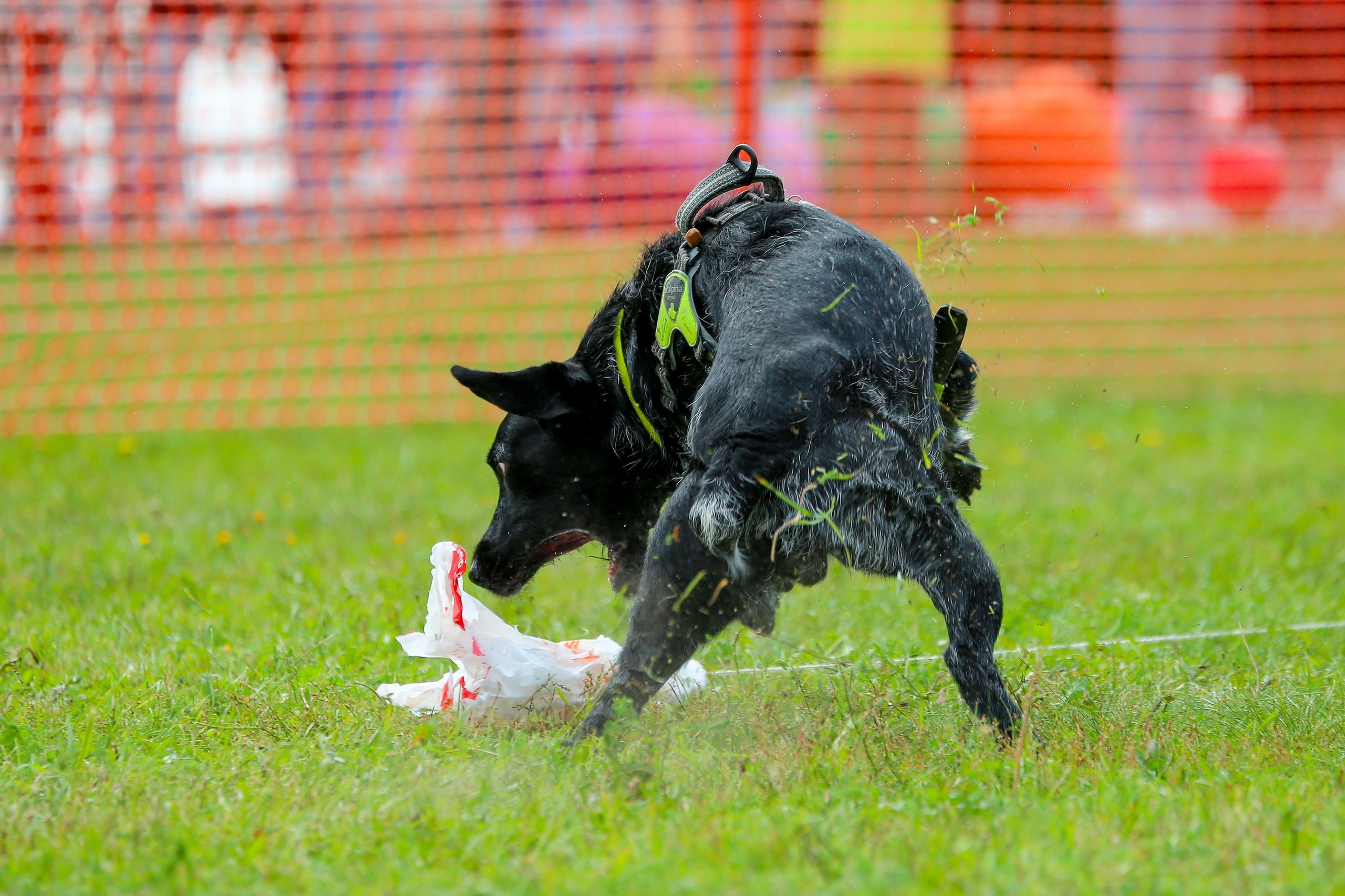 Petshop Run. Irenephoto.ru