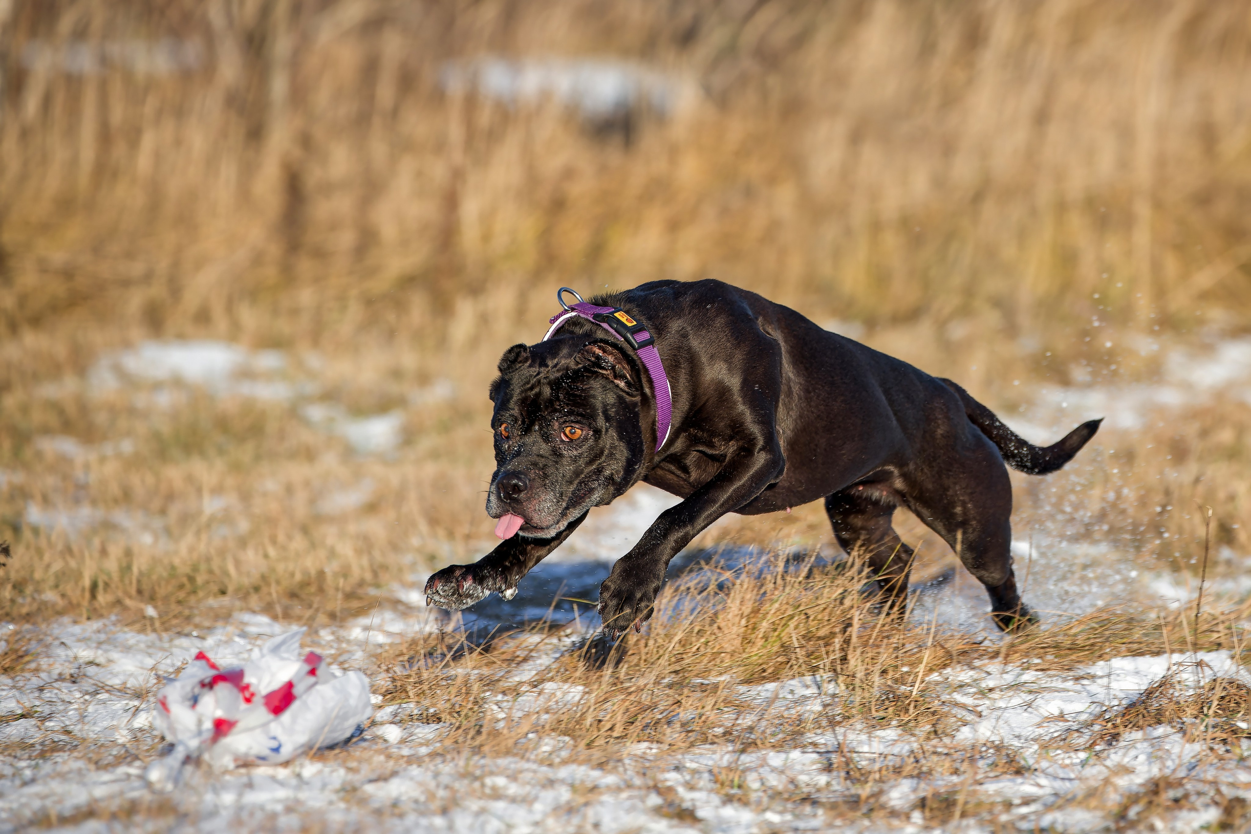 Собаки в движении. Irenephoto.ru