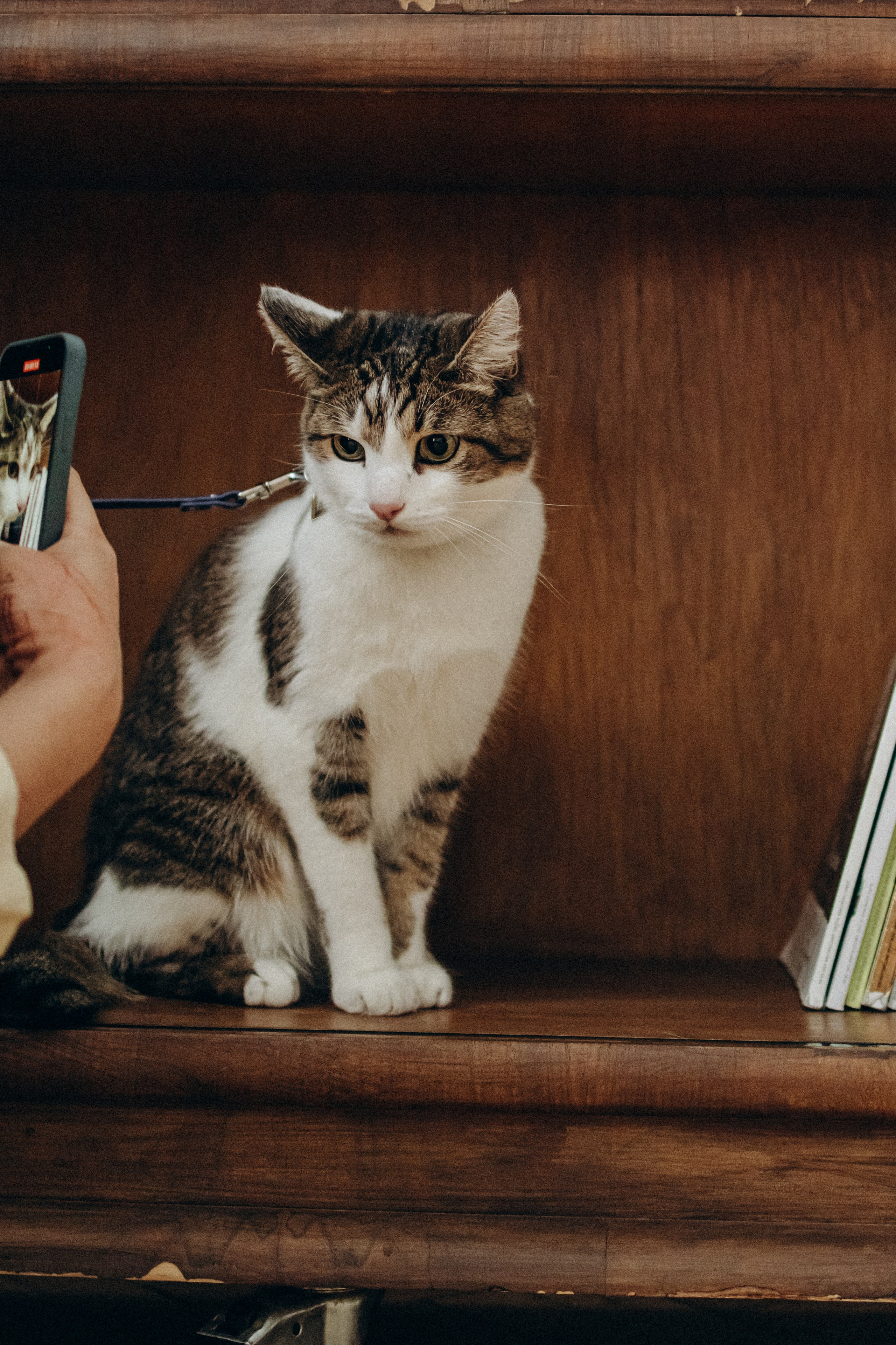 Ксюша и Яша. Фотораф — анималист Мария Шистка