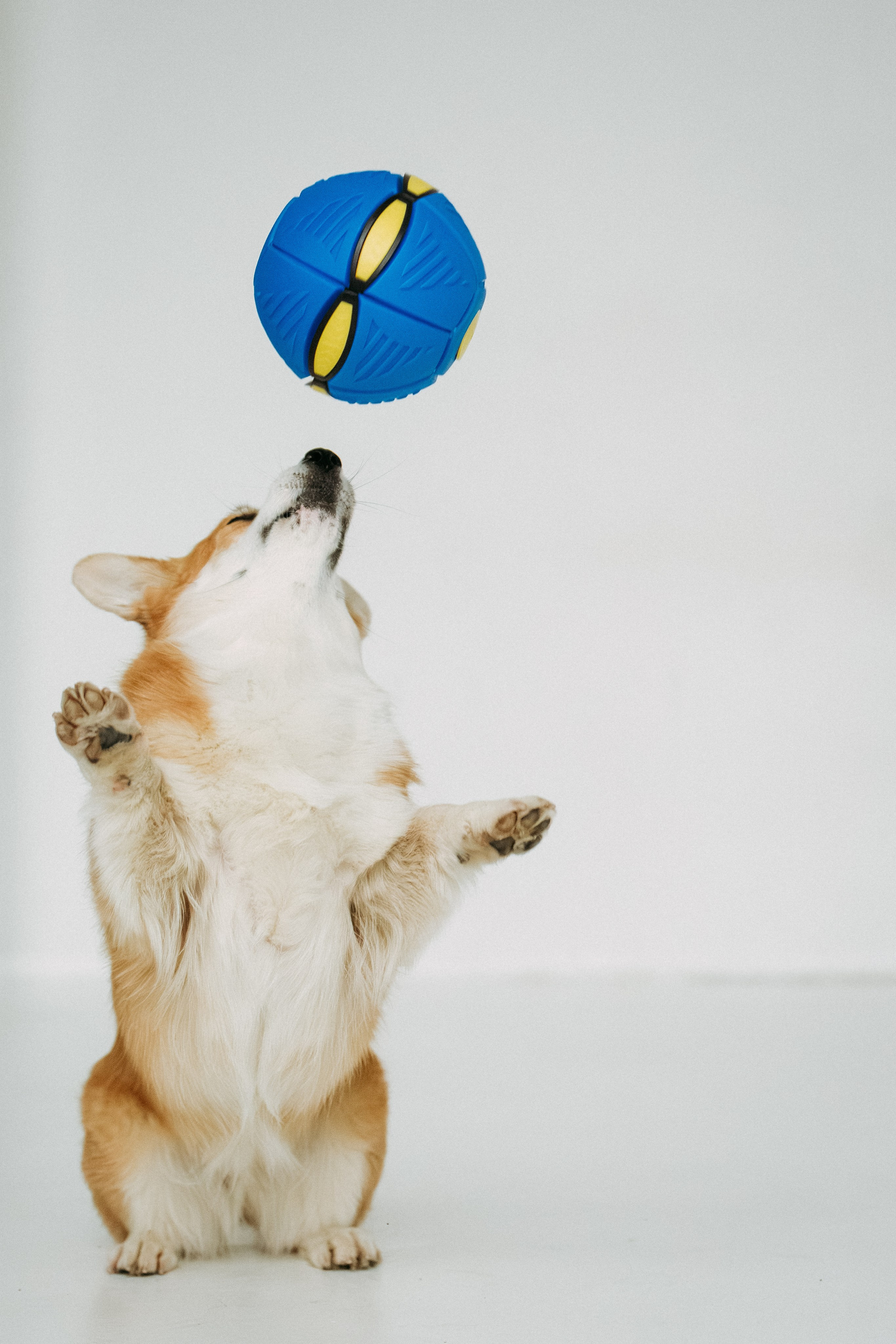 Мячи-попрыгуны. Фотораф — анималист Мария Шистка