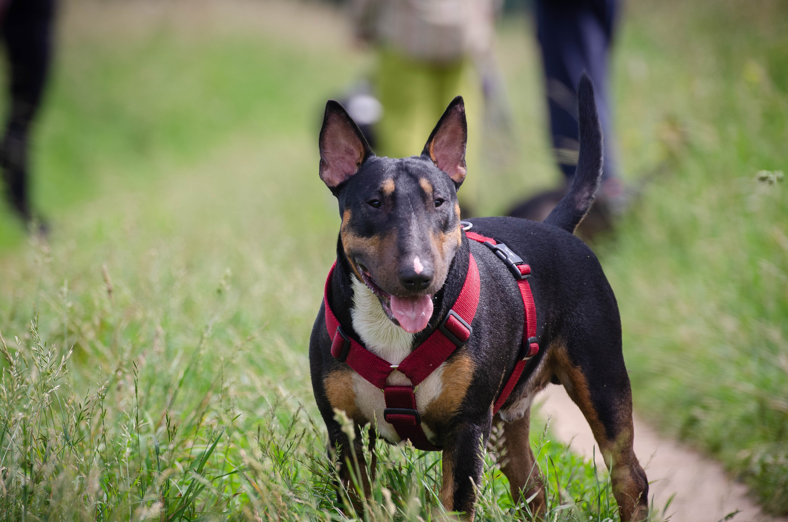 Прогулка (Лохин остров). Фотограф Светлана Блинова, Москва и Московская область
