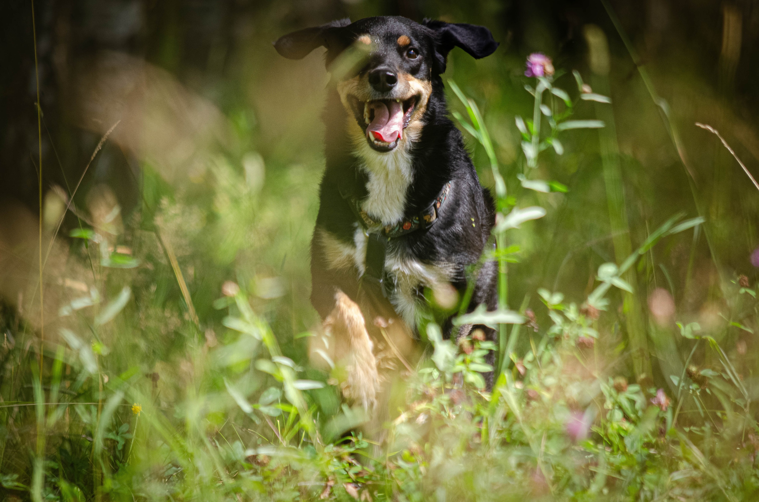 Том и Тося. Фотограф Светлана Блинова, Москва и Московская область