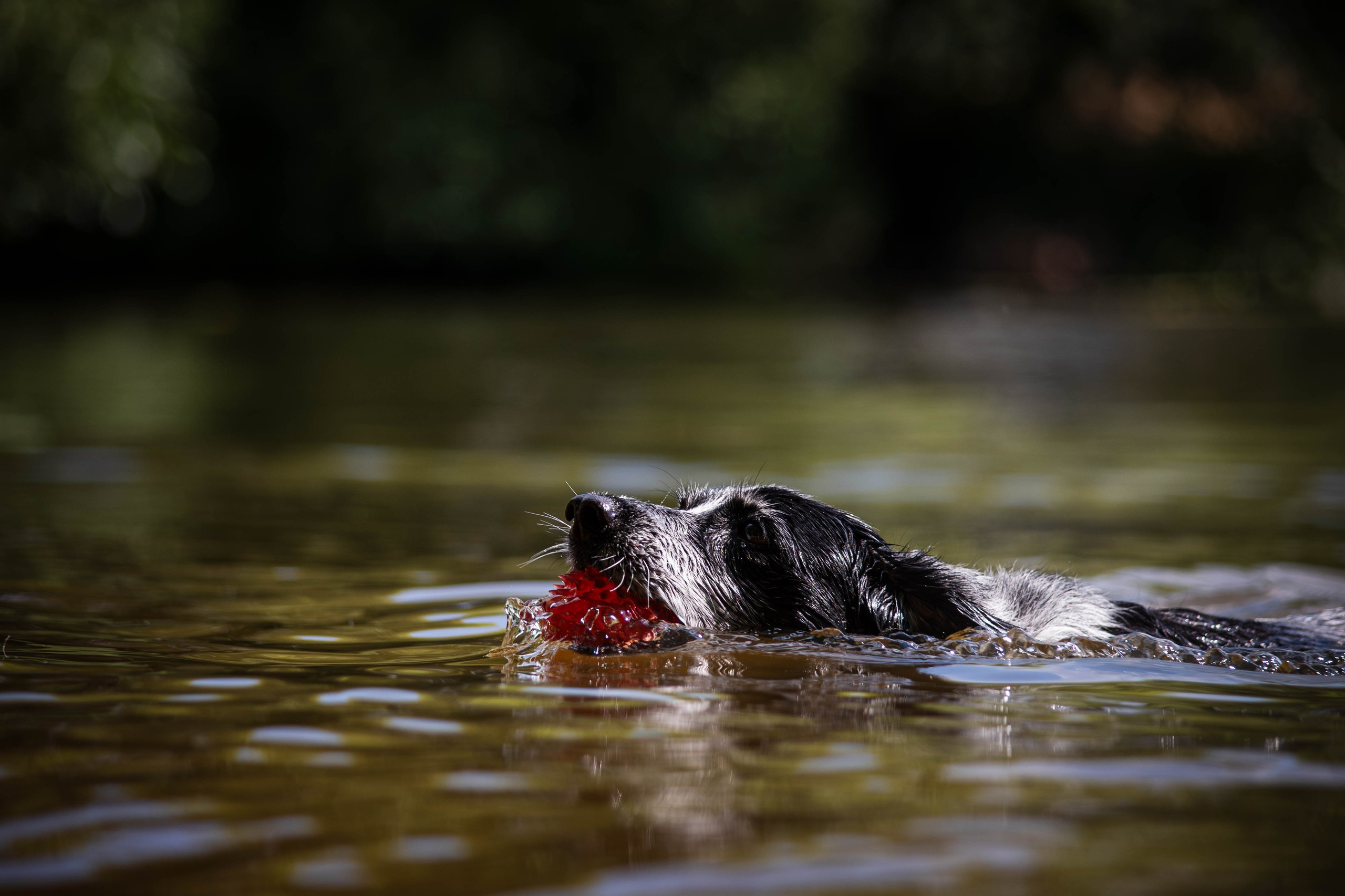 Берта, Ангелина и Витя. Фотограф Светлана Блинова, Москва и Московская область