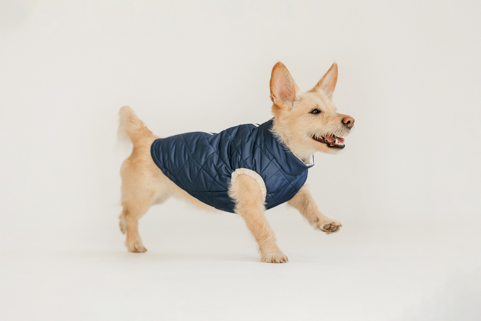 Одежда Lapa`s brand. Фотограф-анималист Елена Радченко, Москва