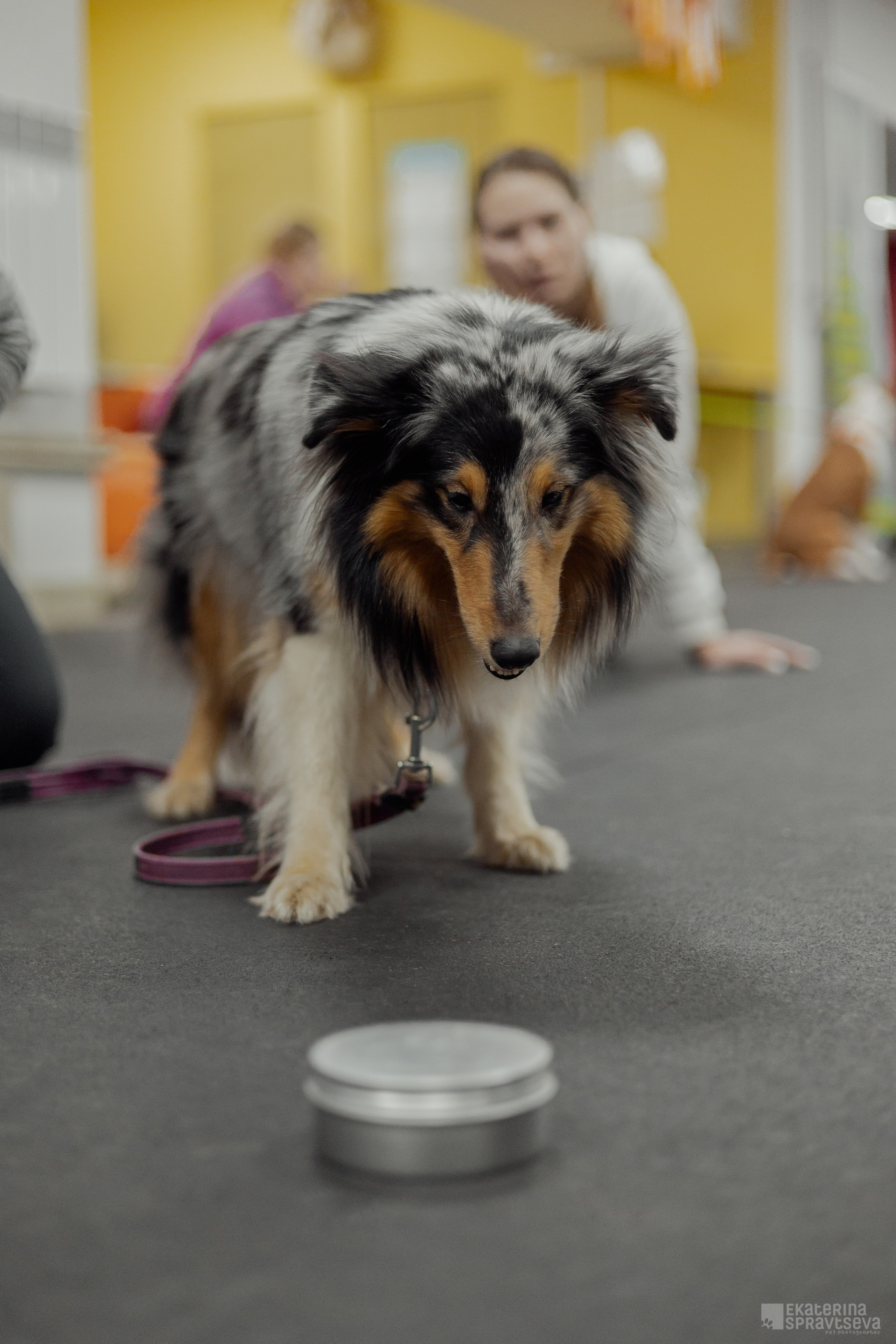 NoseWork. Фотограф Анималист Екатерина Справцева в Нижнем Новгороде