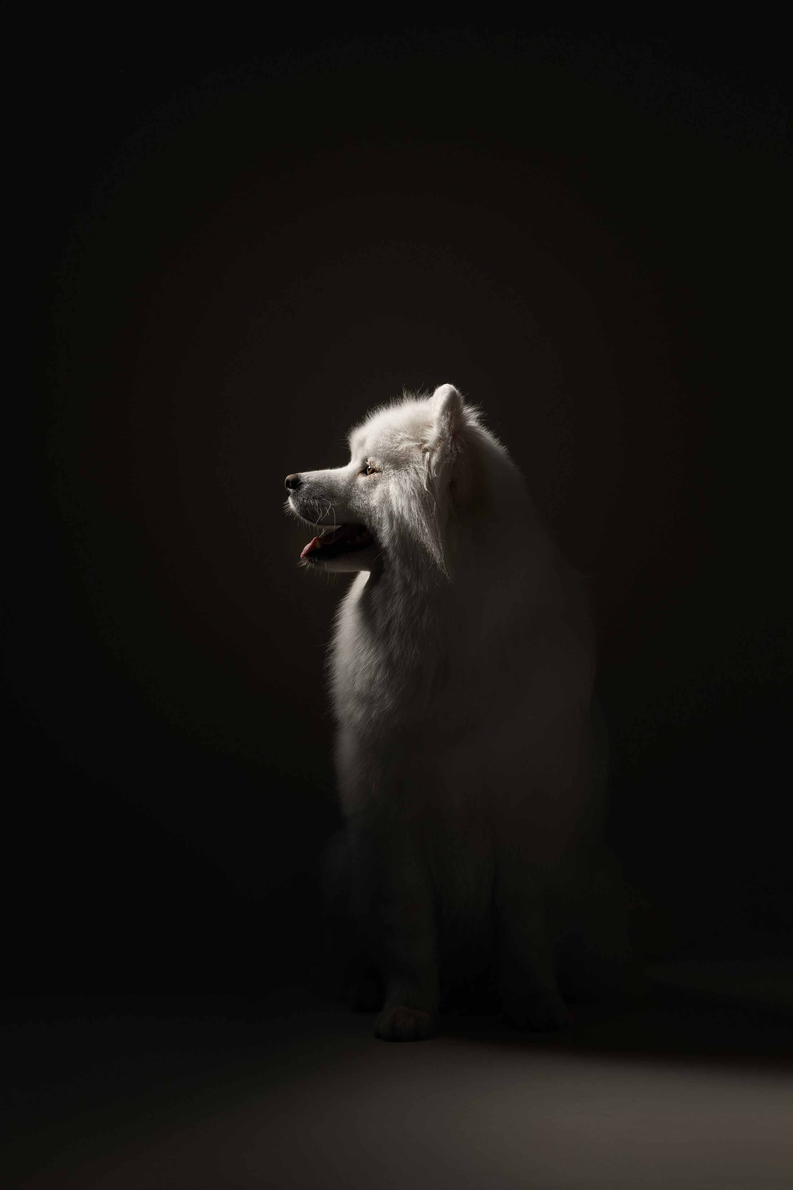 Самоеды в студии. Фотограф анималист в Москве Майорова Евгения