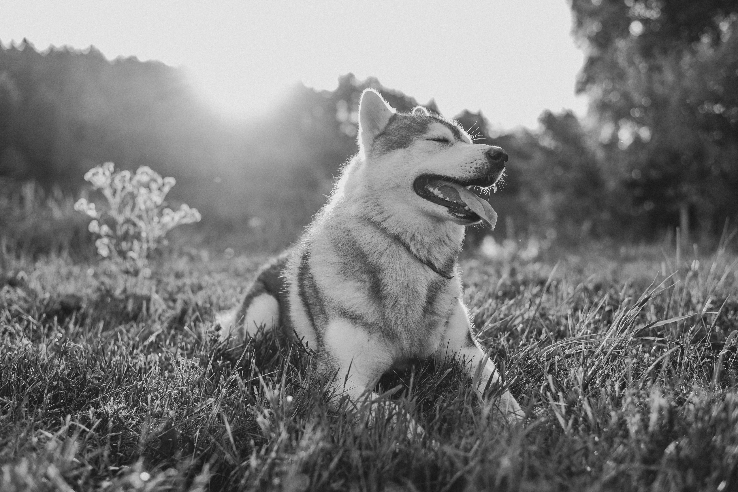 Ksenia & Archie. Natalia Finch Photography — Family, Kids & Pet Photographer in Chicago, IL