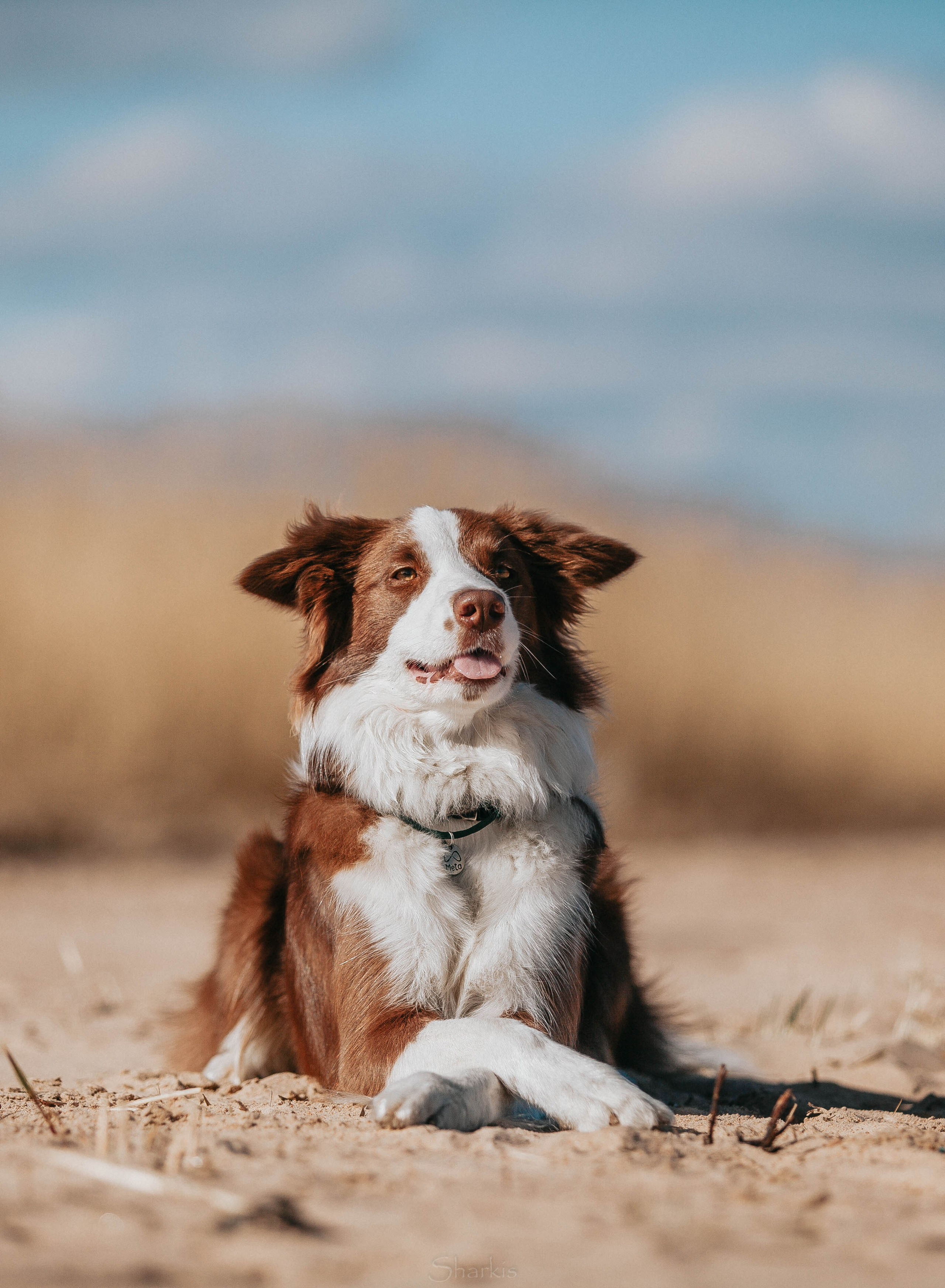 Бордюха, Лора, Берта, Мета. Главная