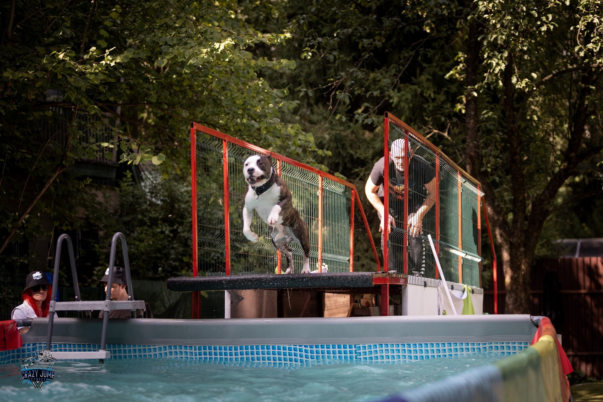 Собаки, спорт, Док дайвинг. Свадебный и репортажный фотограф в Москве и Московской области