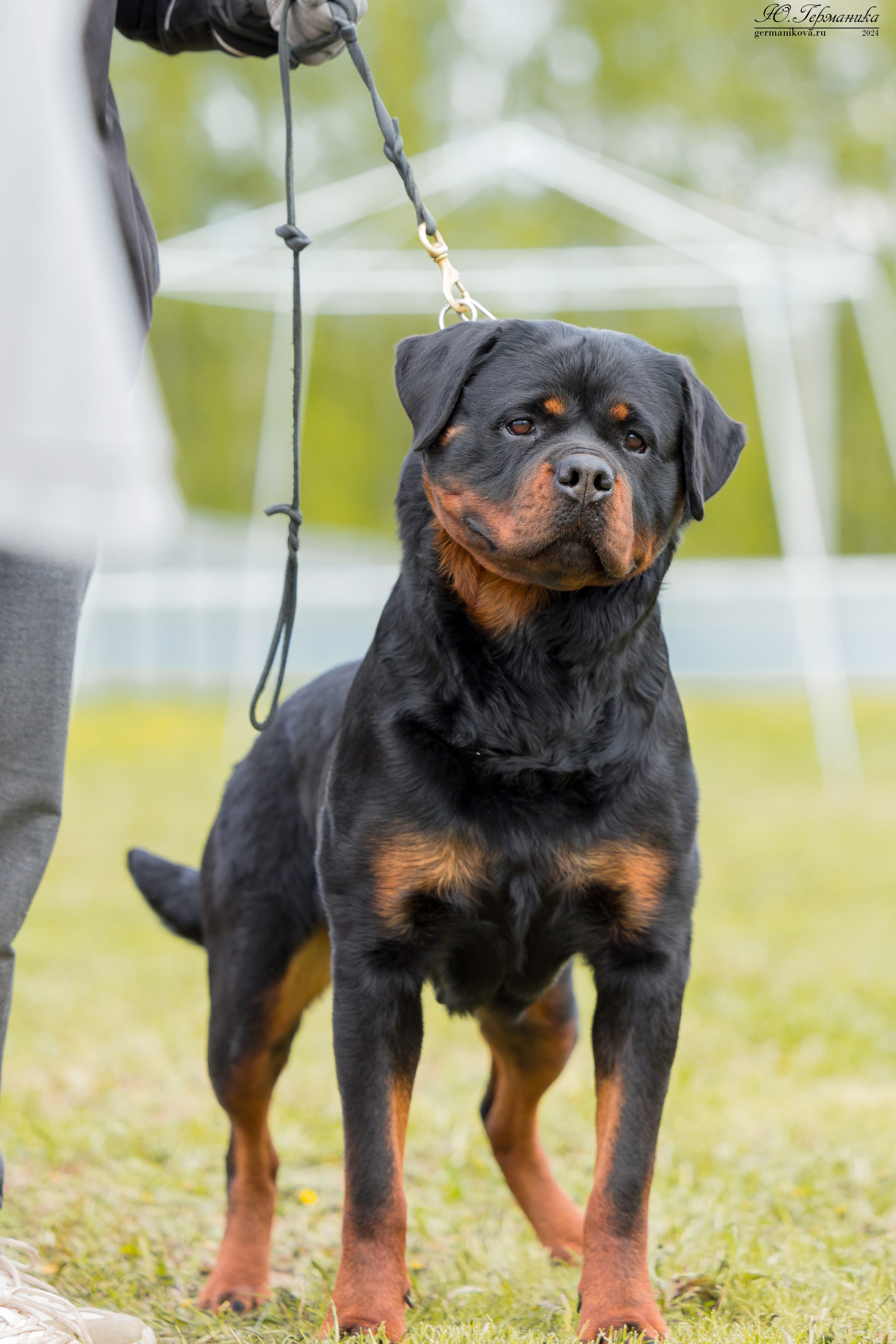 Нижний Новгород 11-12.05.2024 моно ротвейлеров. Фотограф-анималист Юлия Германика