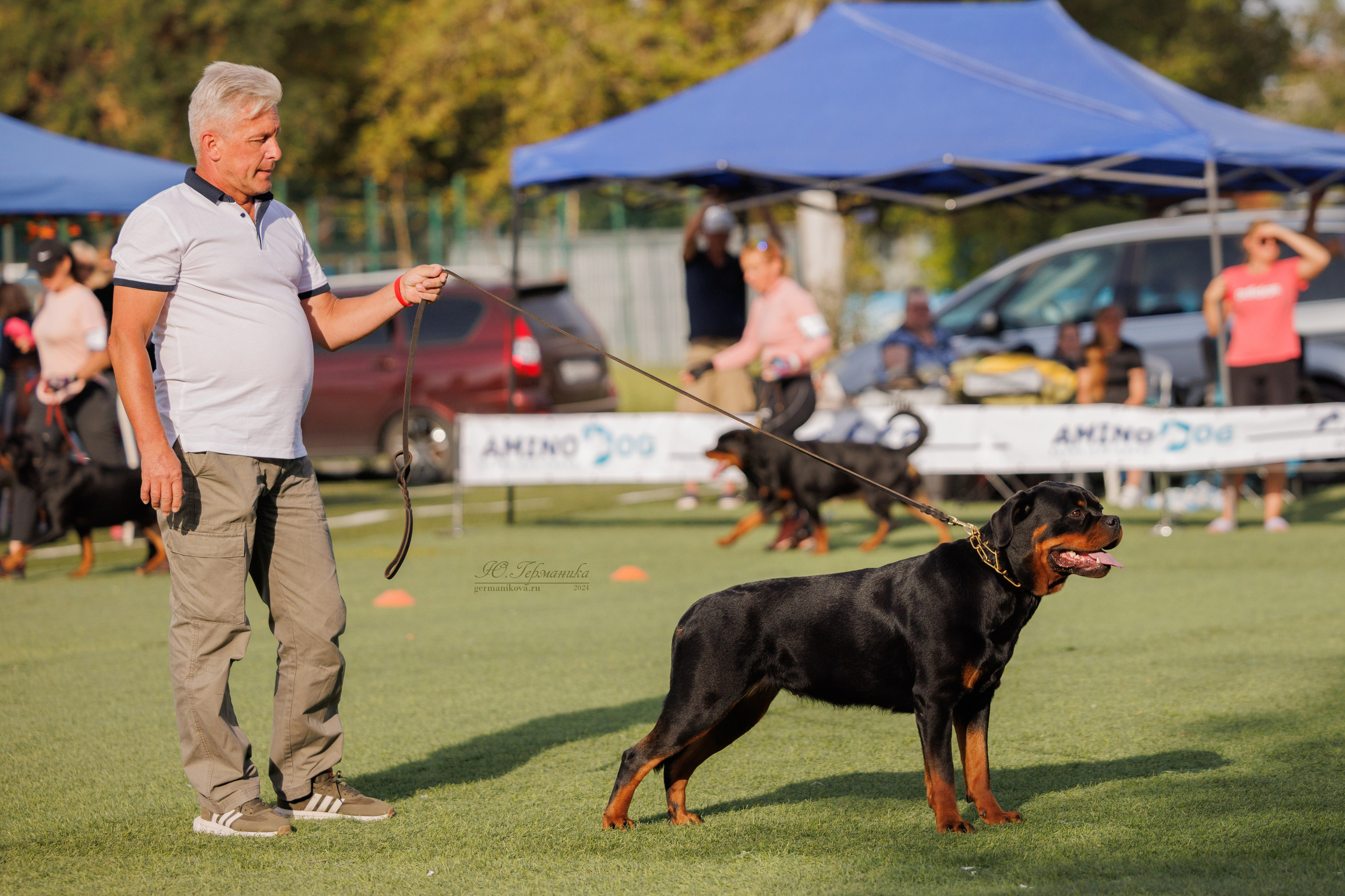 Анапа ротвейлеры 14-15.09.2024. Фотограф-анималист Юлия Германика
