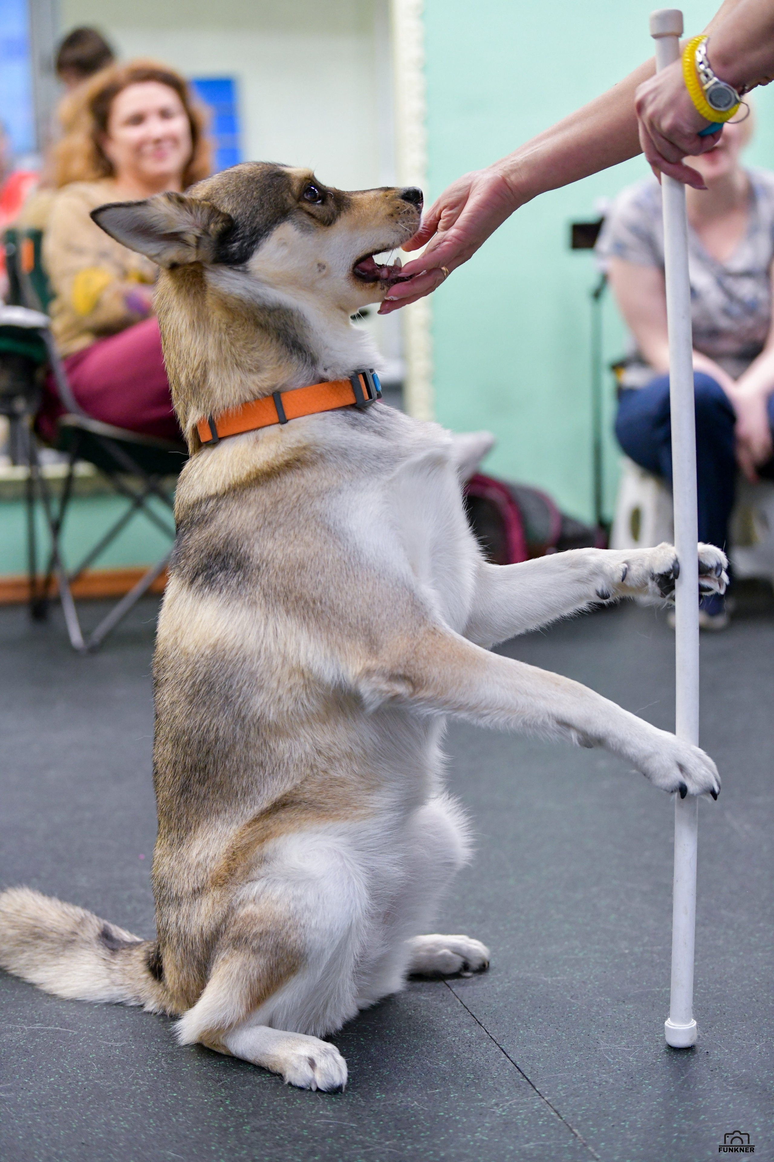 Кинологический клуб «Бодрый хвост». Свой взгляд через объектив