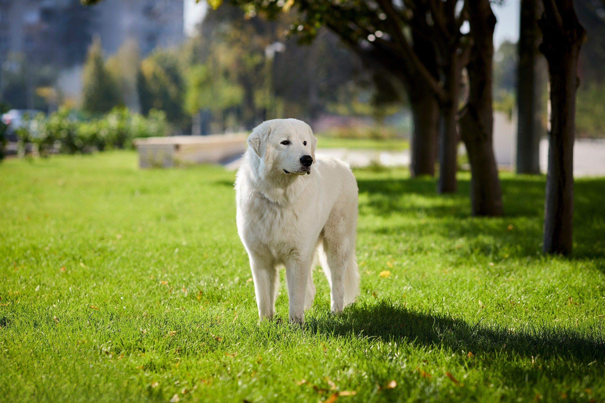 Фотопрогулки с собакой