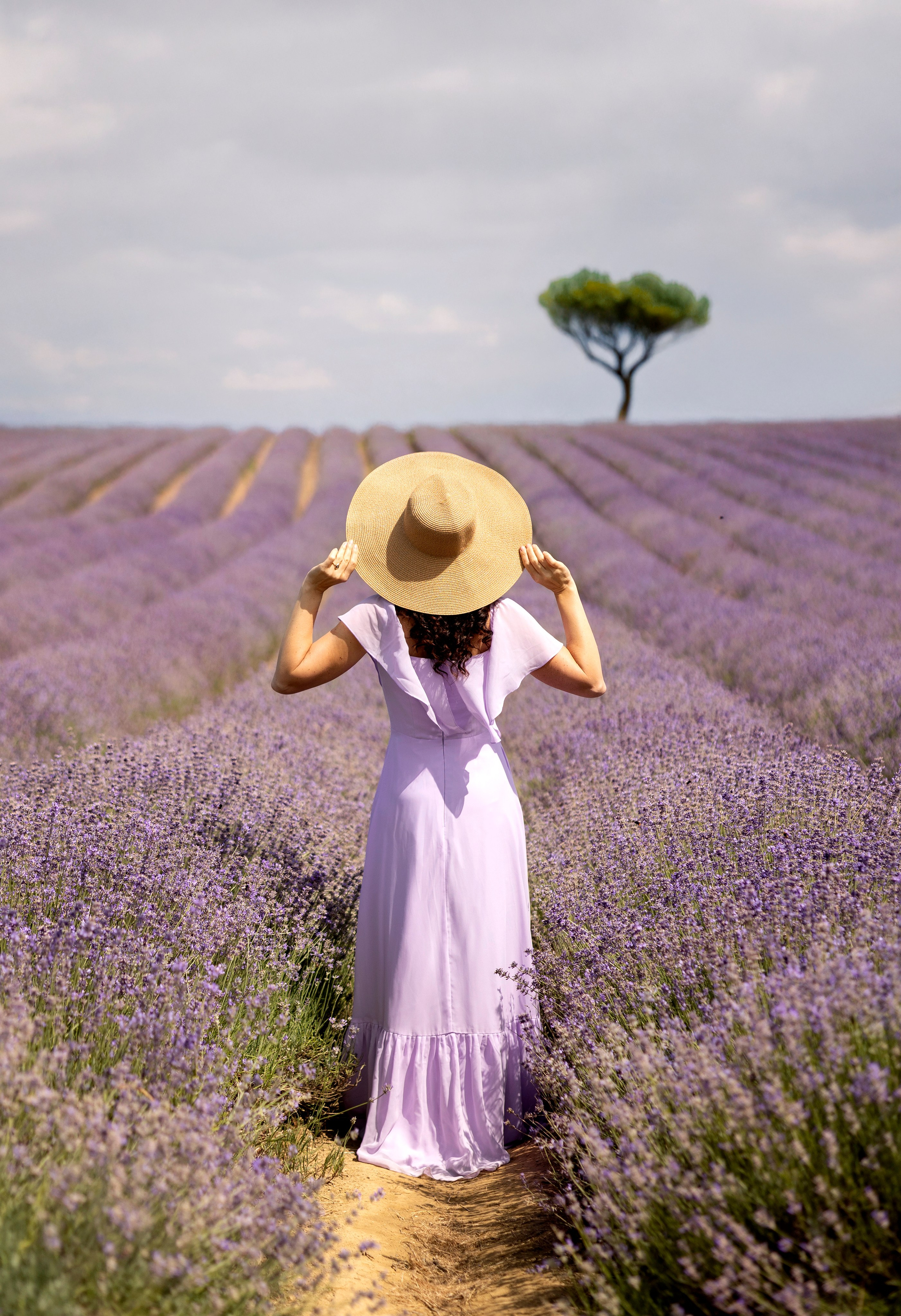 Lavender. Photographer in Munich