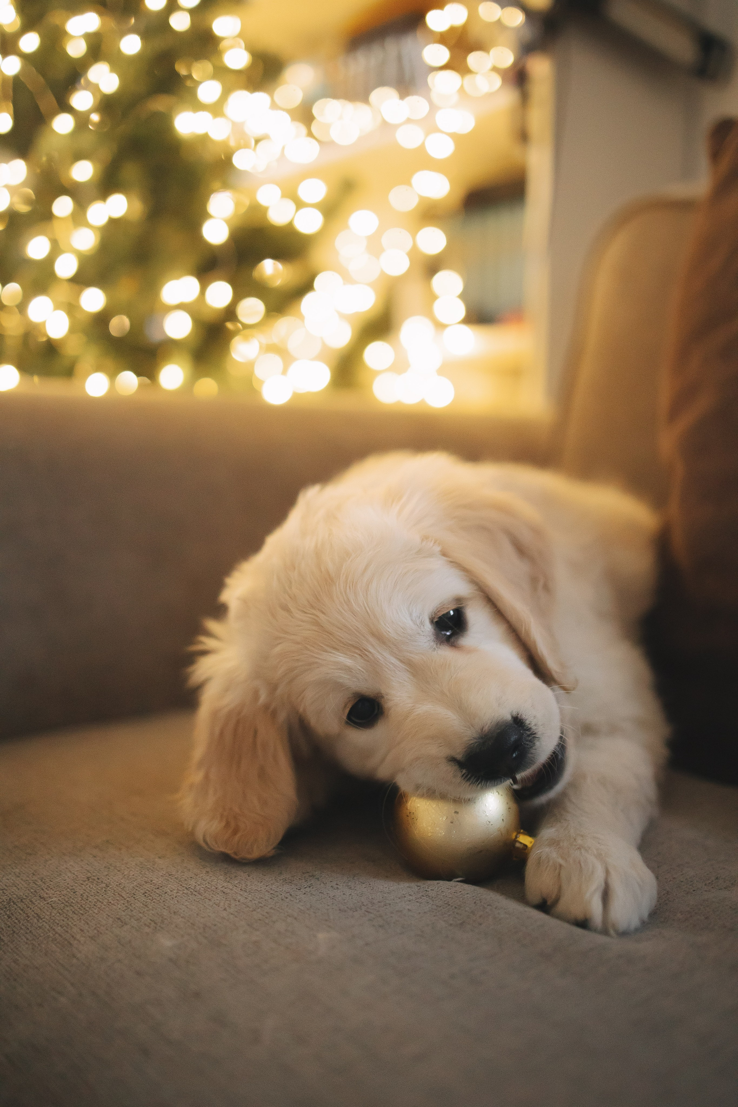 Снежик и Веста, НГ. Свадебный и женский фотограф