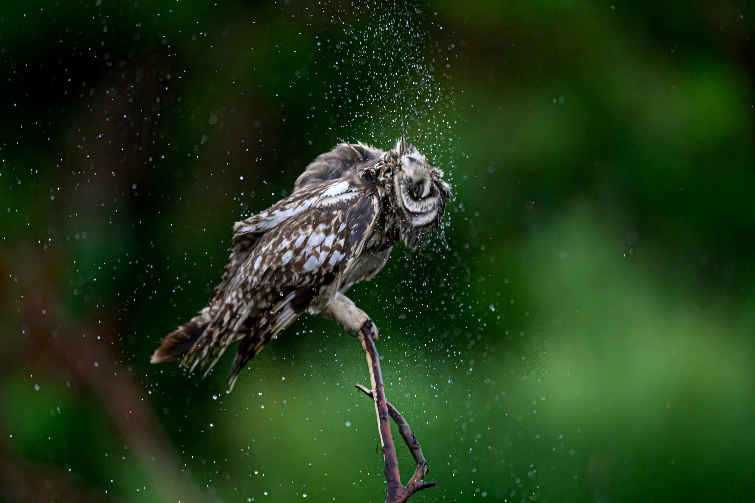 Сова и брызги. Owl and splashes. Фотограф Сергей Пупонин