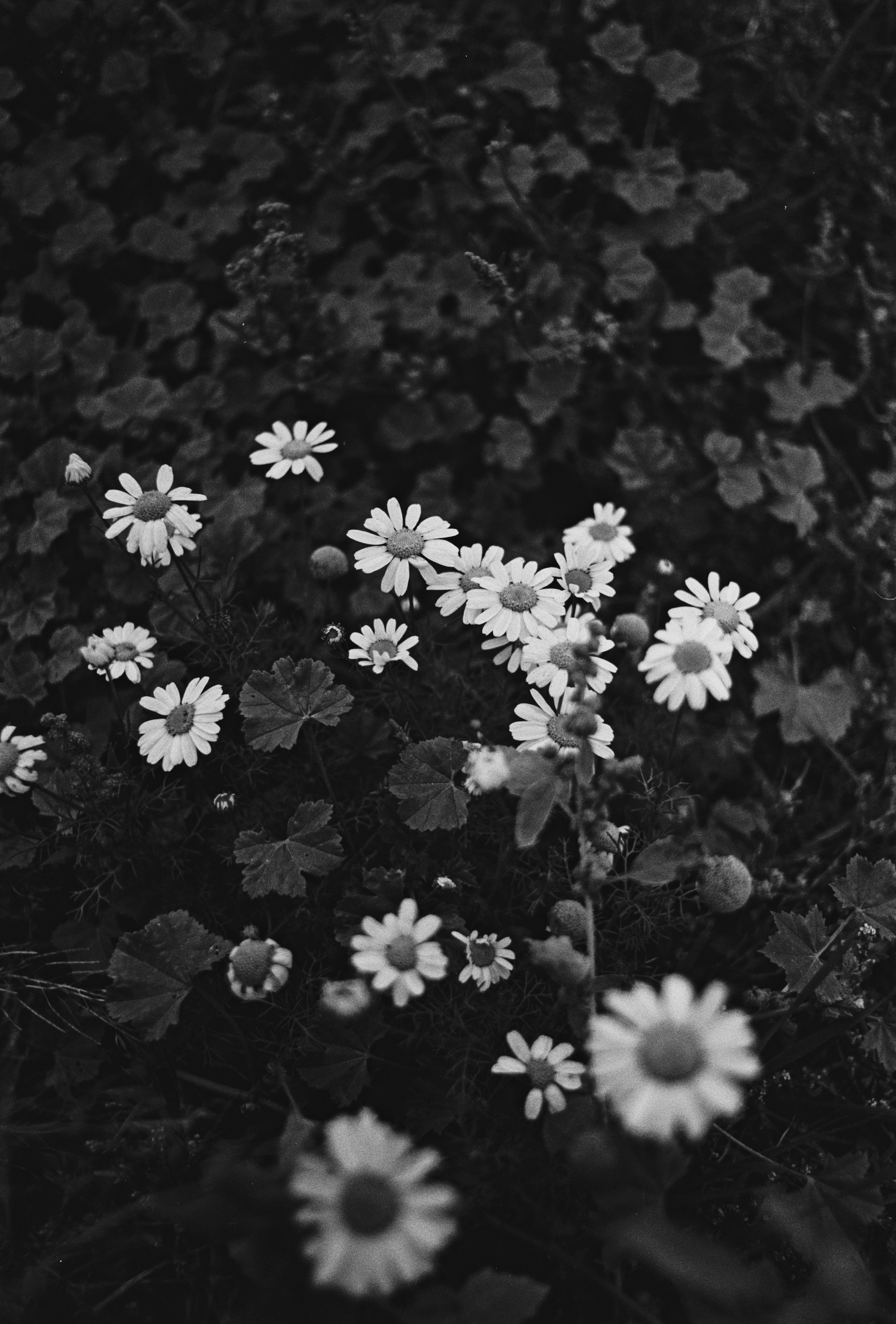 Пленочная история. Дмитрий Пропадалин, Нейрофотография