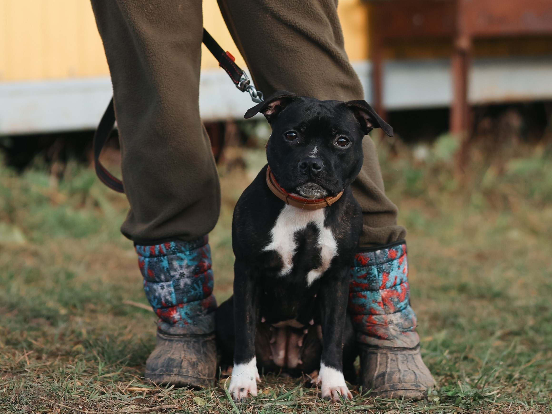 Соревнования BH. Фотограф-анималист в Москве Кириллова Татьяна