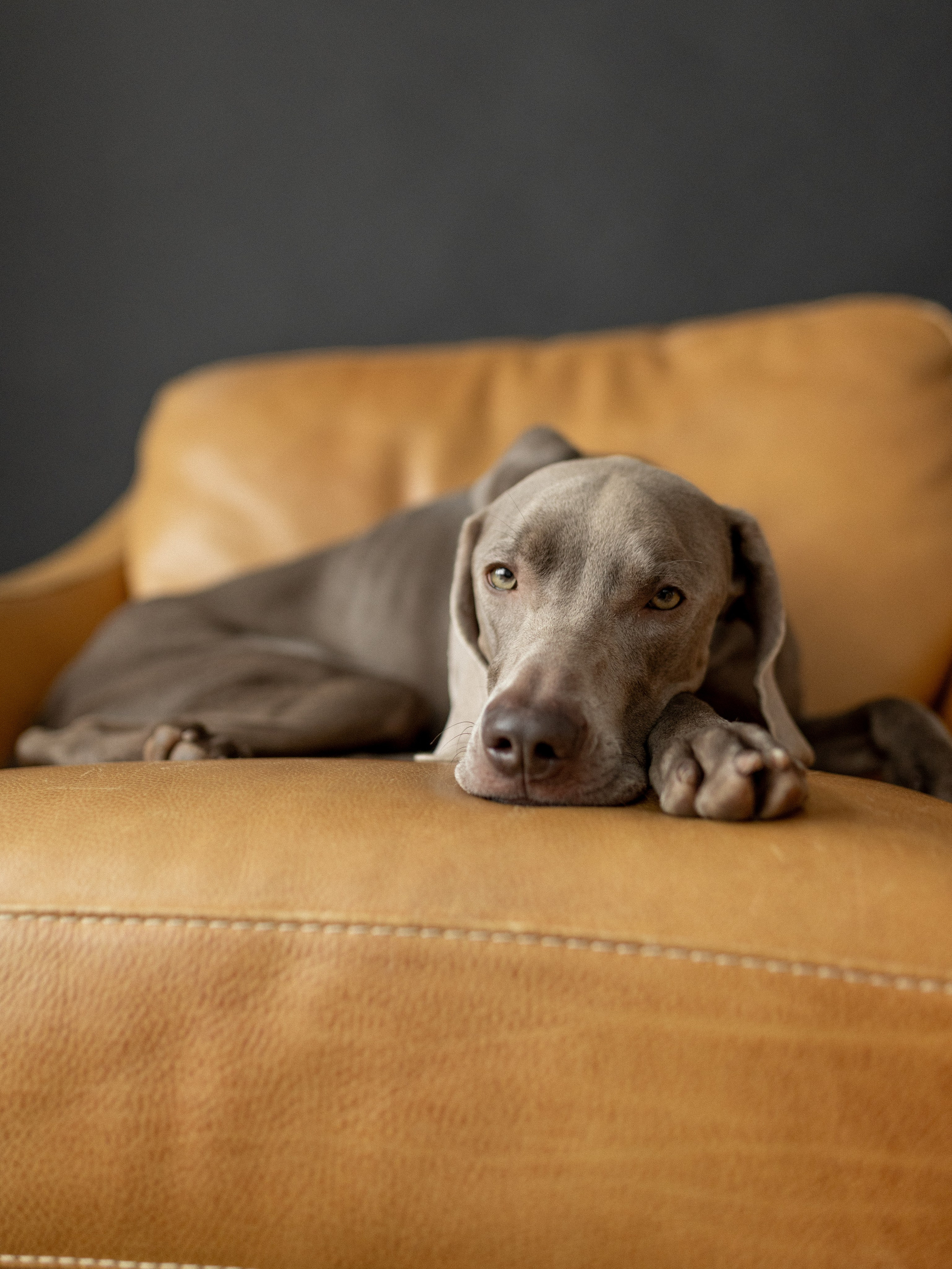 Сенча и Даша. Фотограф-анималист в Москве Кириллова Татьяна