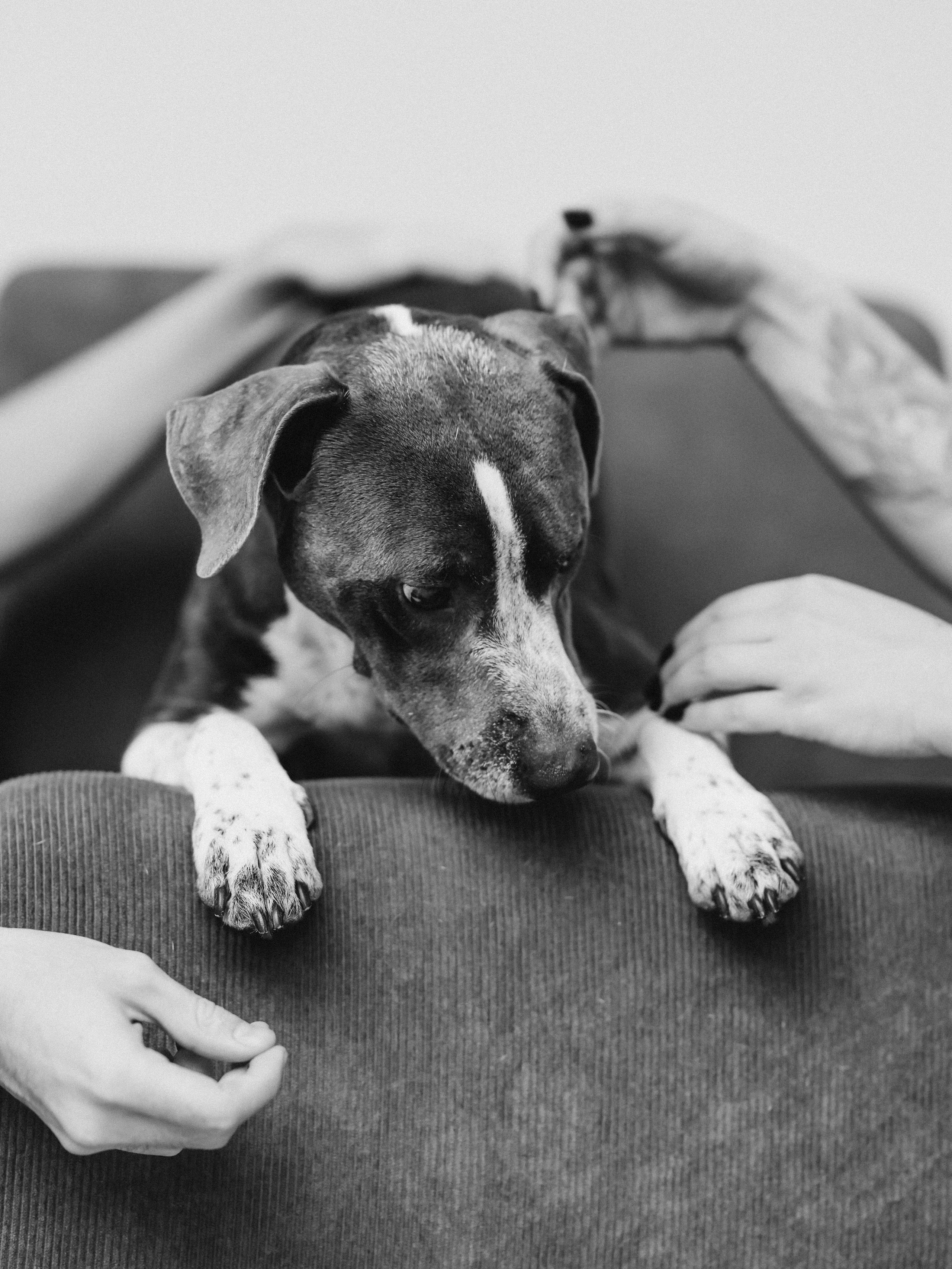 Тортик Даша и Никита. Фотограф-анималист в Москве Кириллова Татьяна