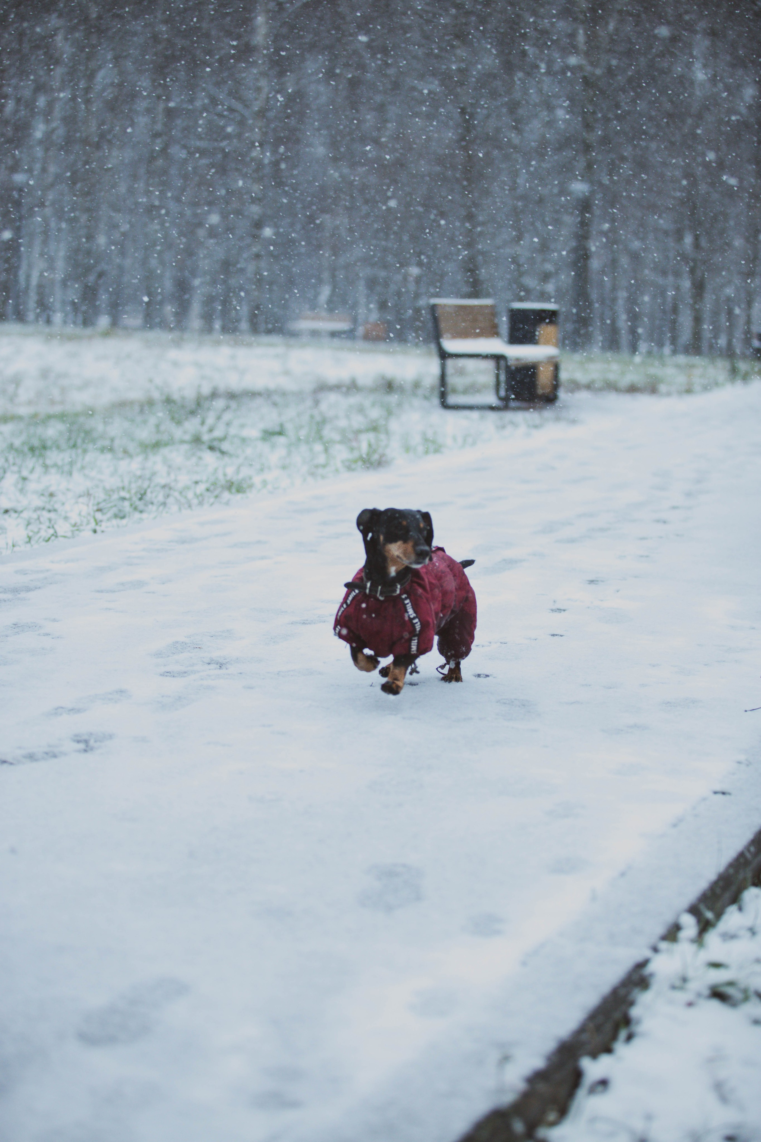 Снежные 5 Верст Бабушкинская. Александра Мельниченко/ Бегающий фотограф