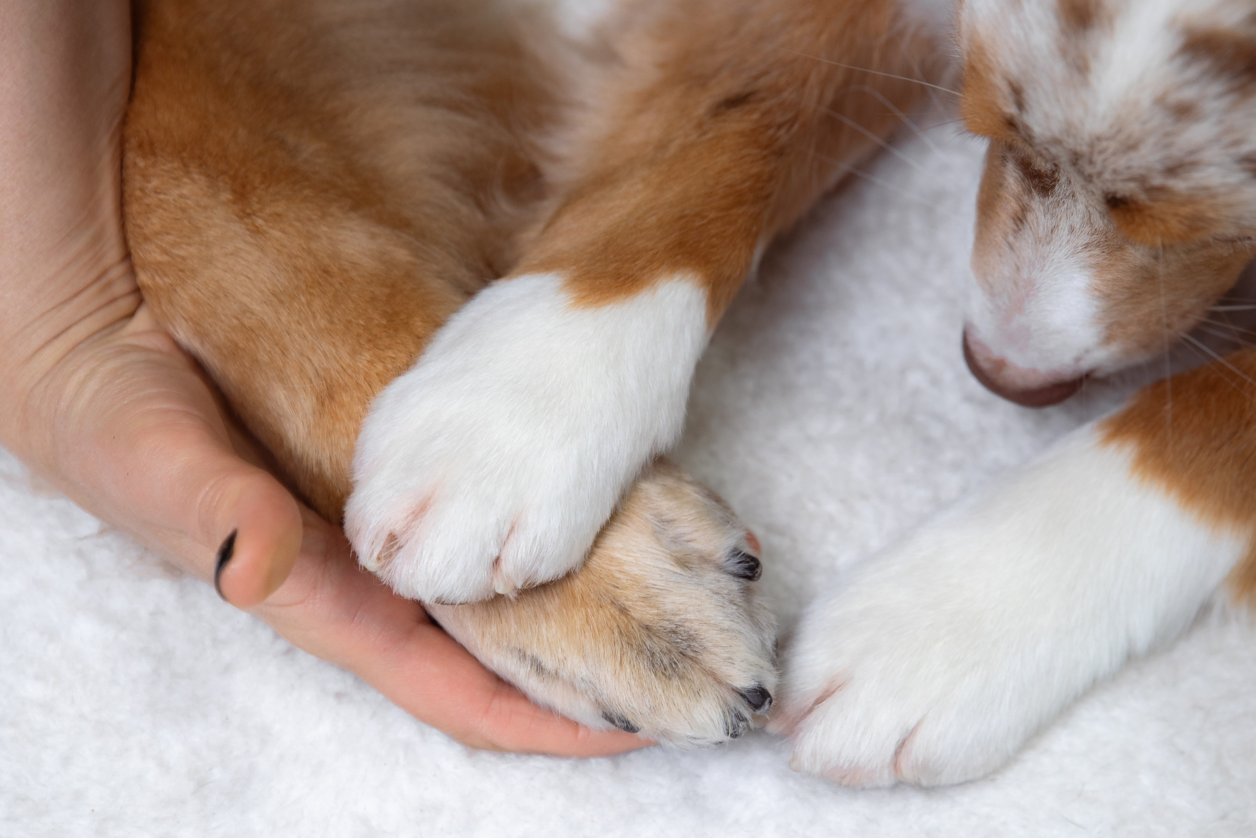 Фотосессии с питомцами в Сургуте