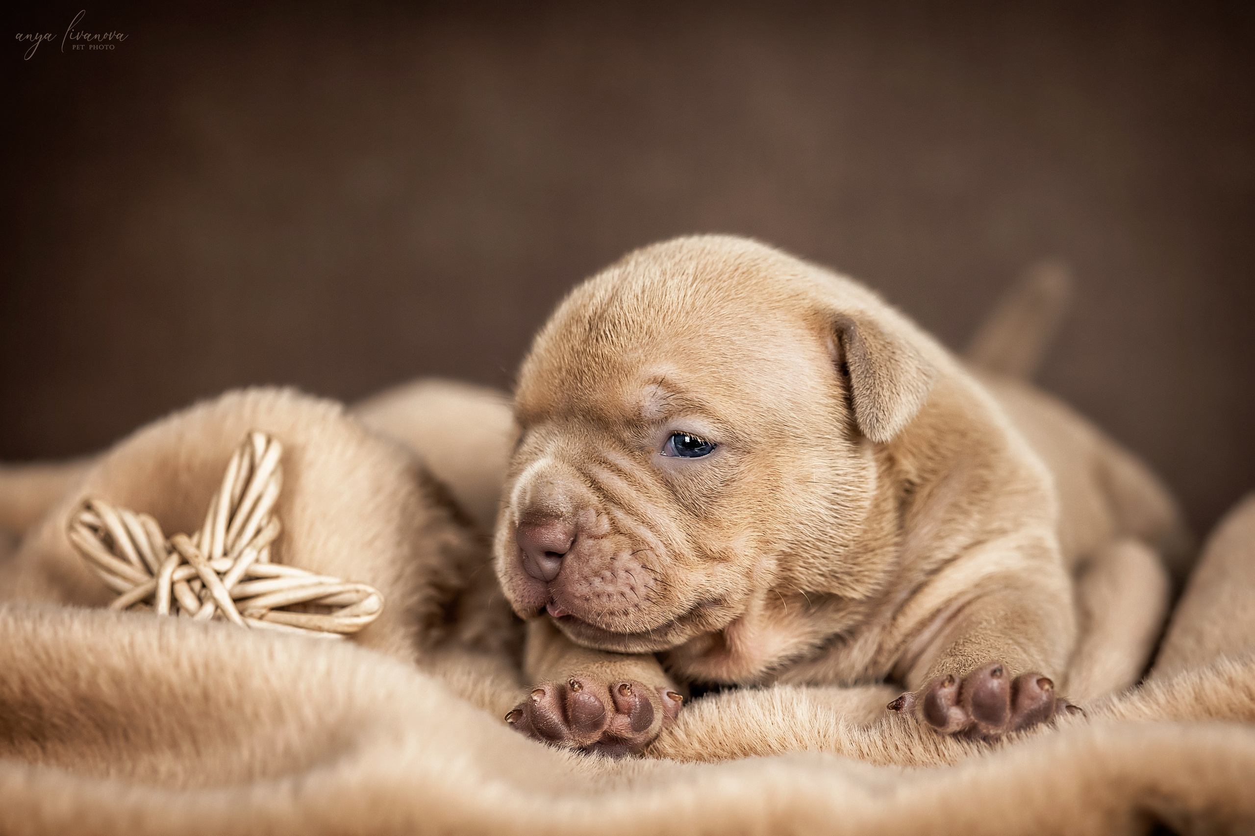 Амбулли. Фотограф анималист Аня Ливанова | Рыбинск