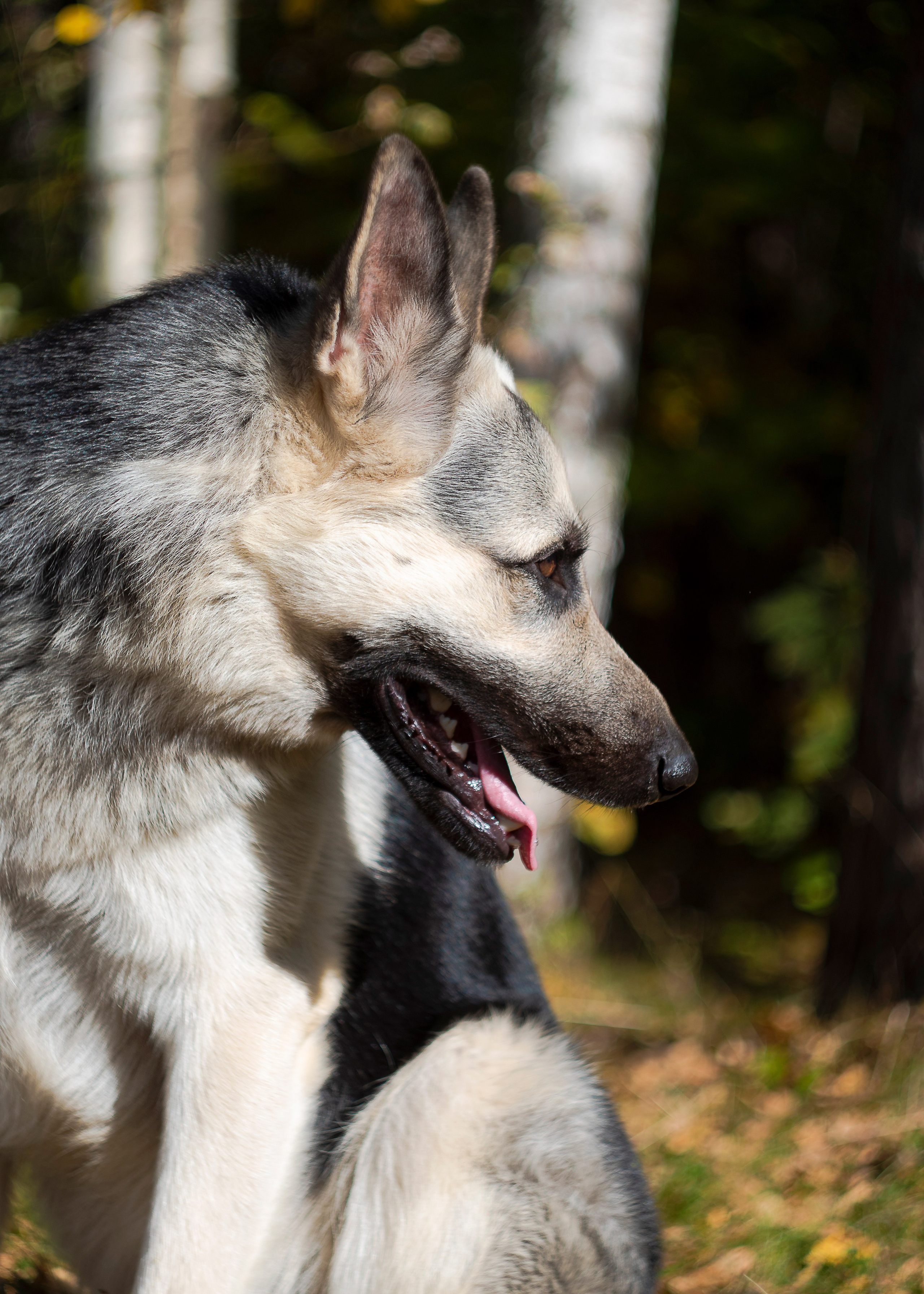 Объектив советского производства HELIOS 44К-4 58/2 на Pentax