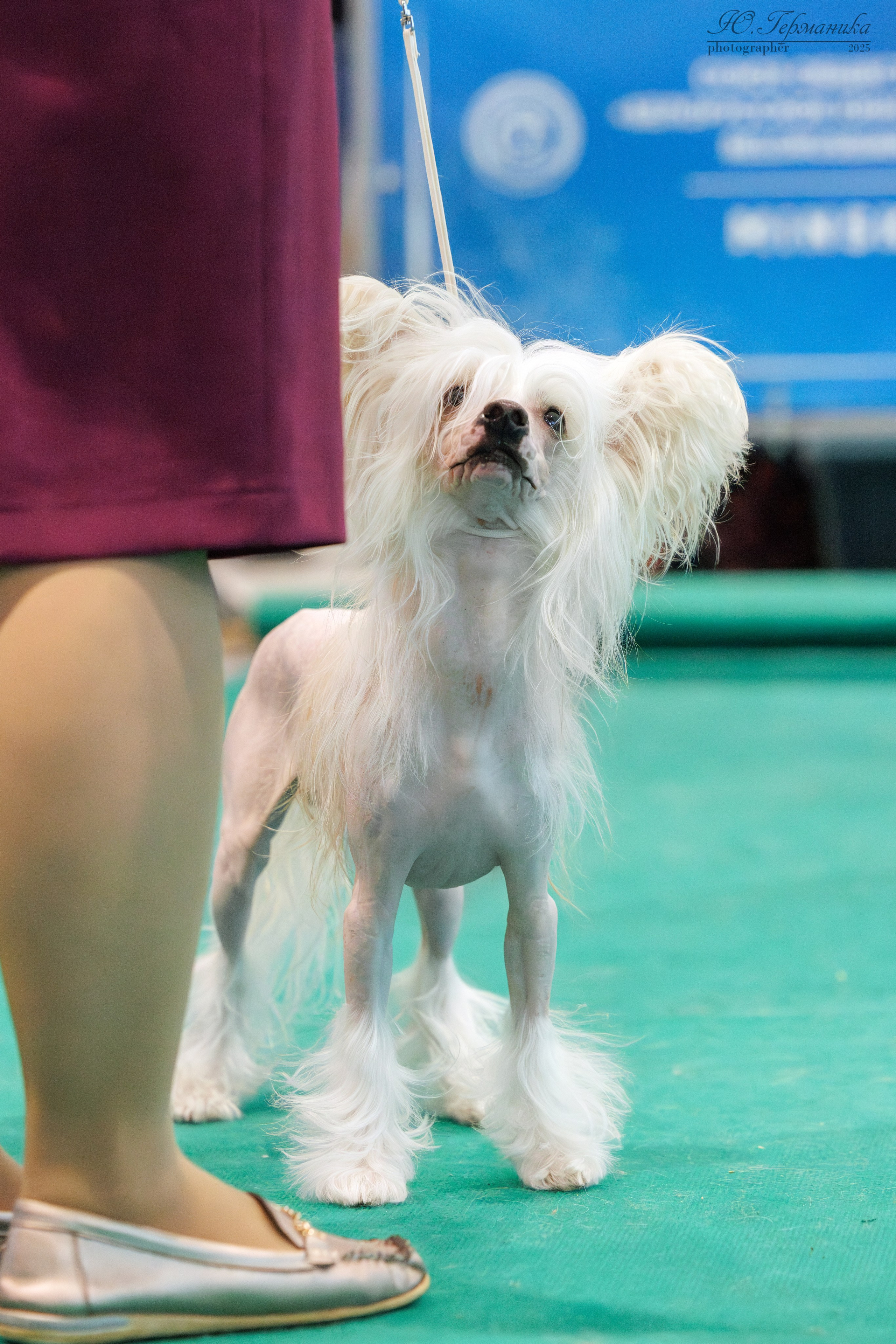 Минск 1-2.03.2025. Фотограф-анималист Юлия Германика