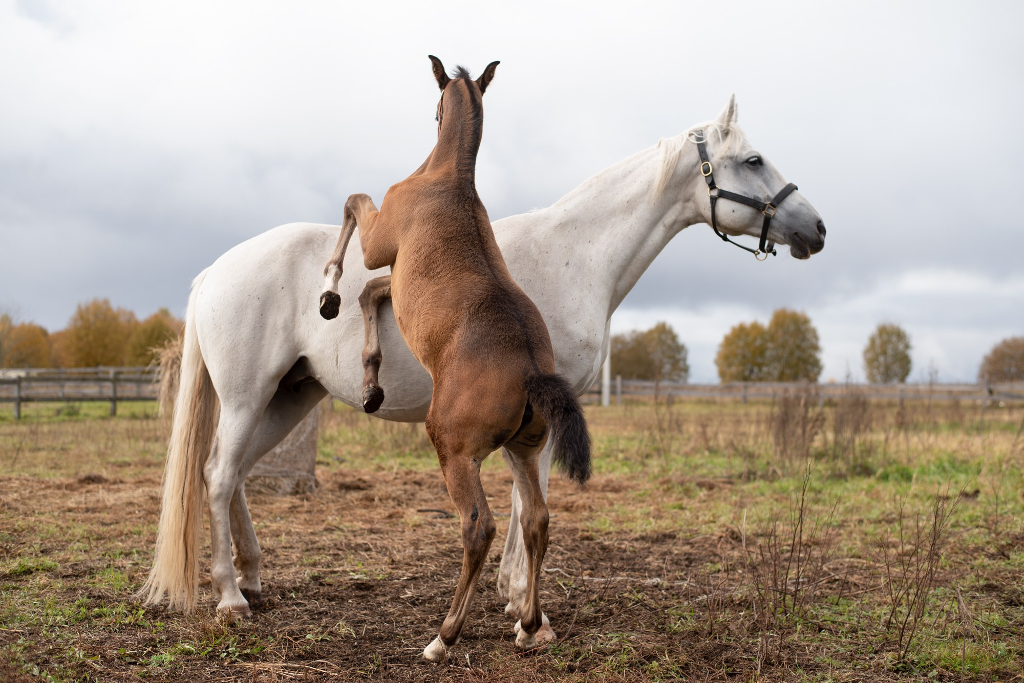 Фотографии лошадей. Фотограф в Санкт-Петербурге Светлана Балабанова
