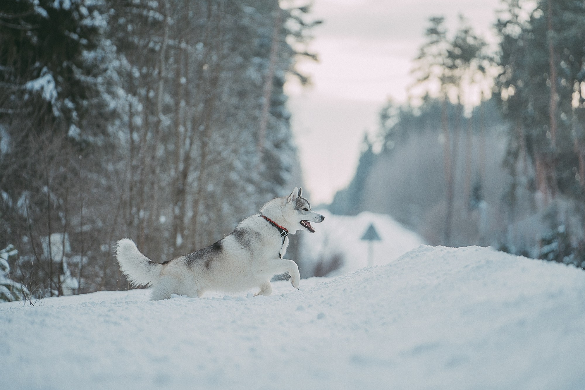 Полина, Уго и Пышка. Фотограф анималист в Москве и Санкт-Петербурге Свиридова Анна