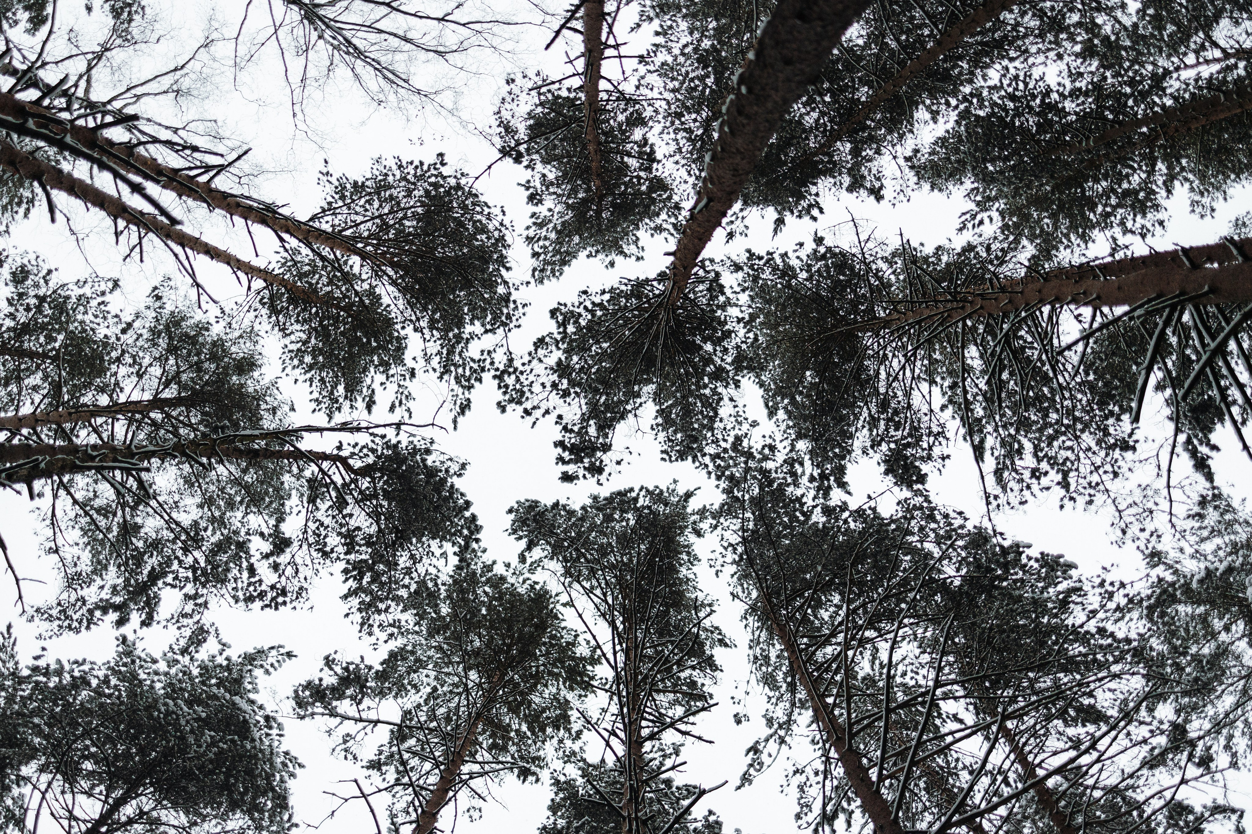 Мики и его семья. Фотограф — Анималист | Санкт-Петербург