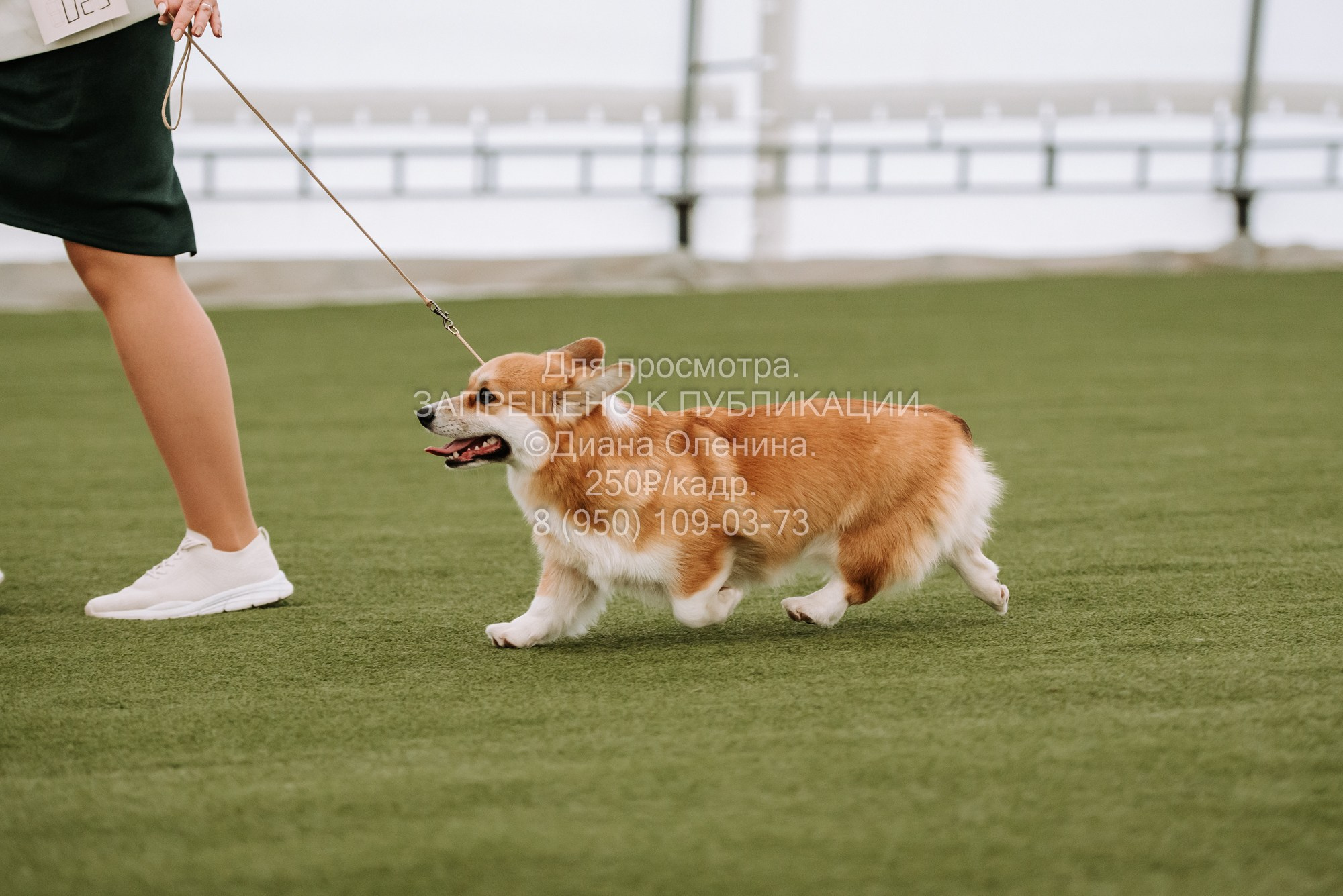 Выставка собак Красноярск 2.06. Фотограф Диана Оленина Красноярск / Братск