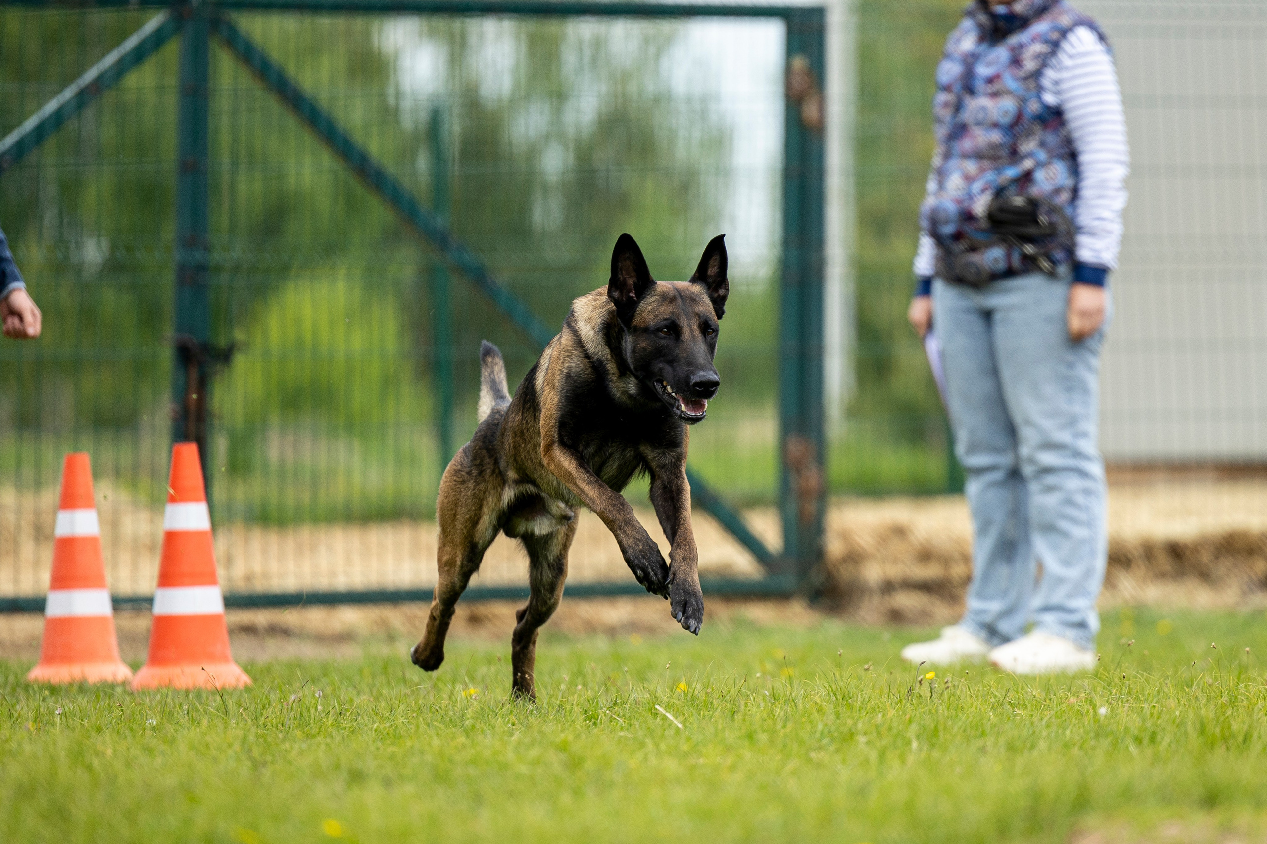 Испытания по мондьорингу в Нижнем Новгороде. Фотограф-анималист Анна Маринич