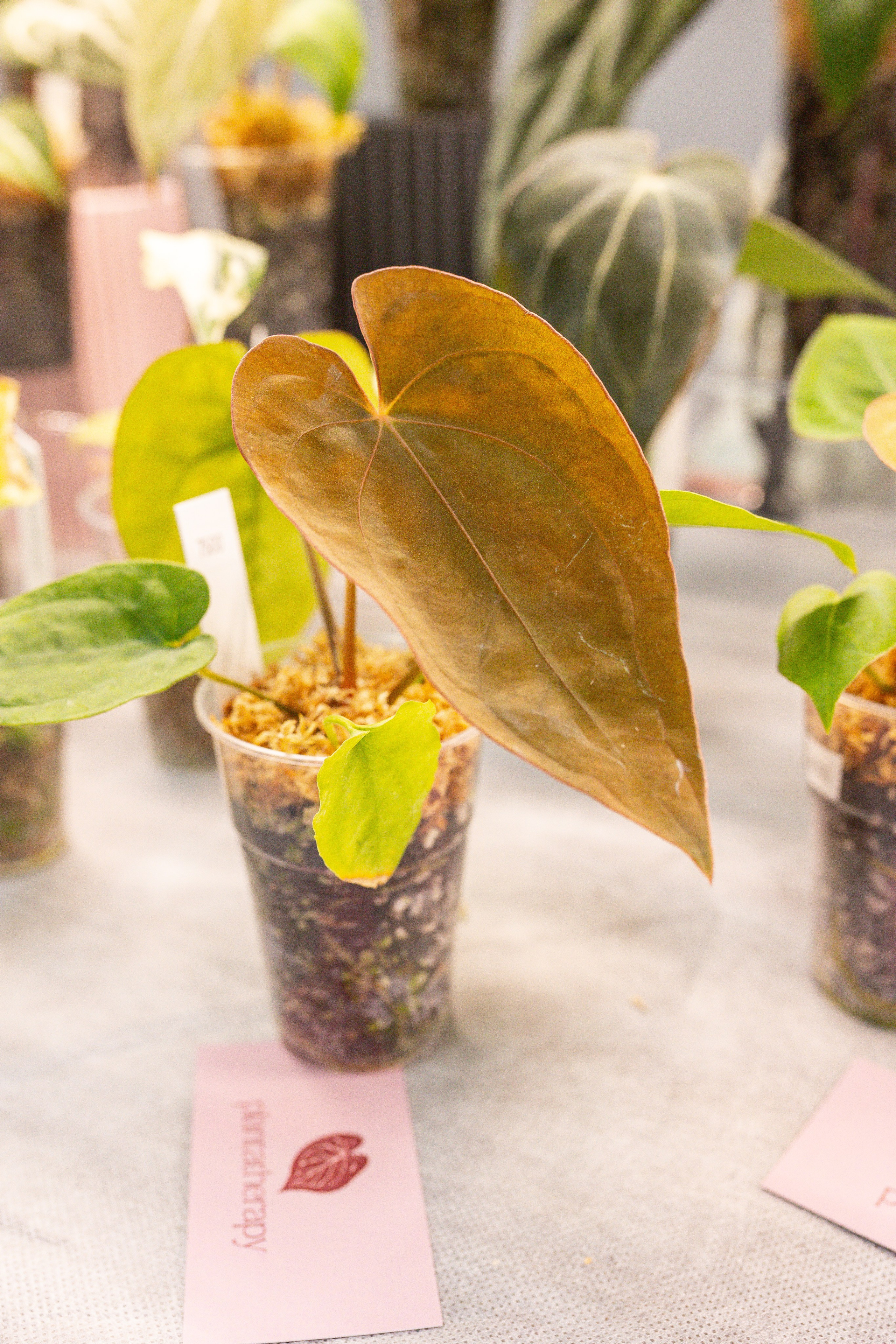 Green rare июнь 2025. Александра Куликова фотограф, Москва