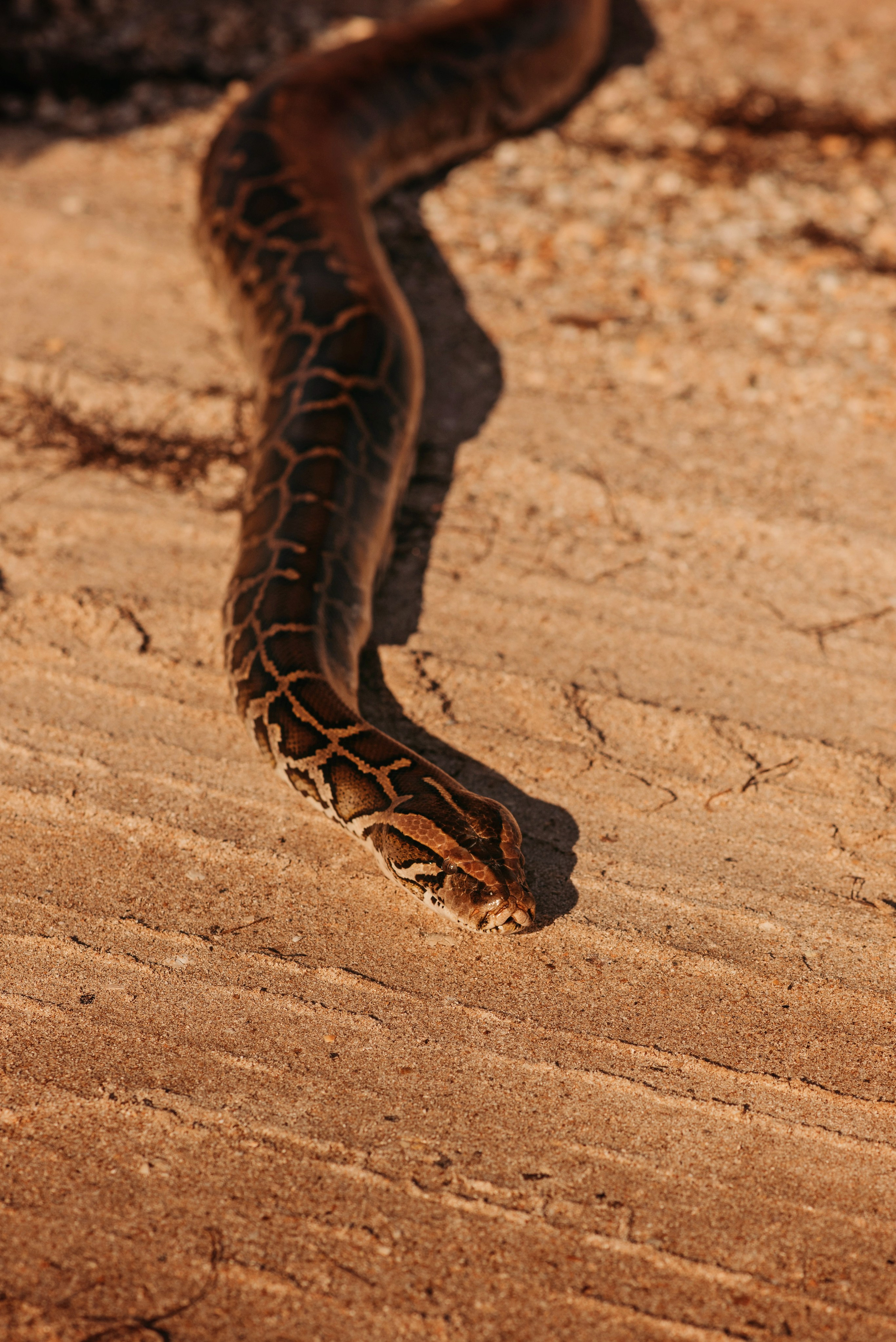Фотодень со змеей. Детский и семейный фотограф выпускной альбом Приморско-Ахтарск