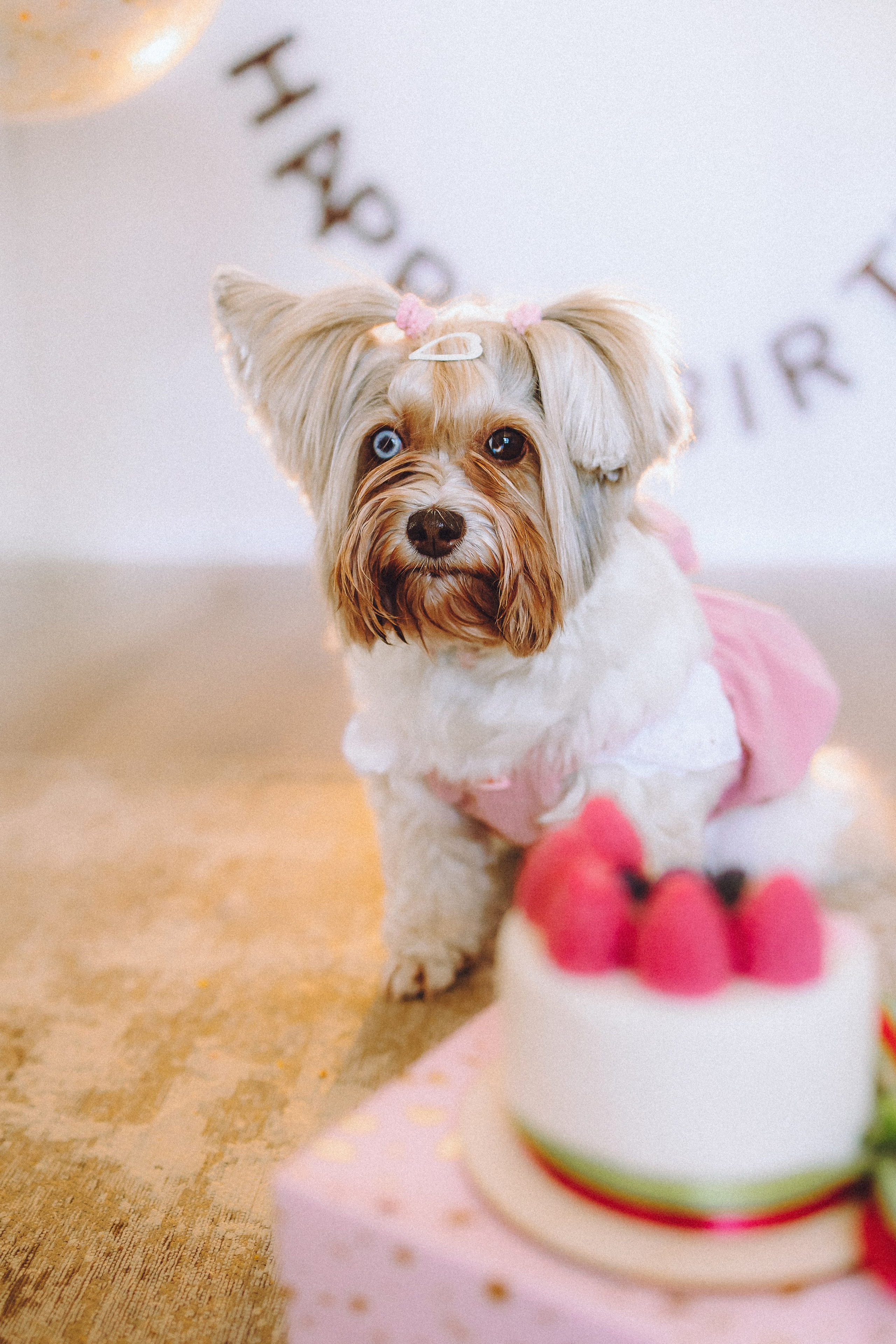 День Рождения Шу