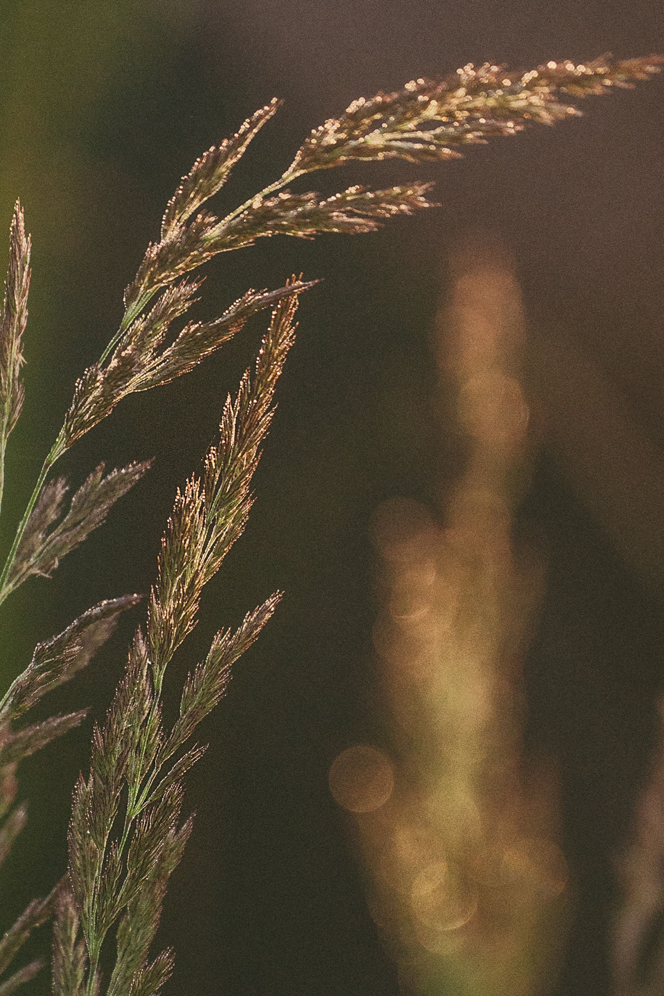 Рина и Марси. Фотограф анималист в Москве и Санкт-Петербурге Свиридова Анна
