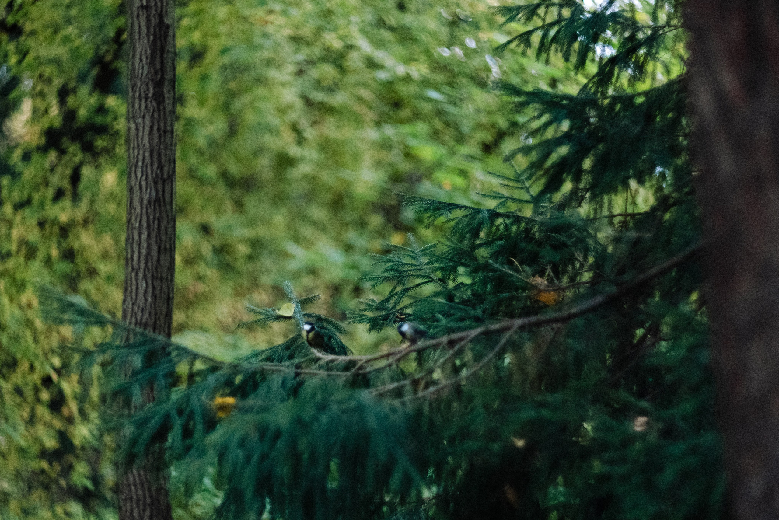 Autumn. Свадебный фотограф Санкт-Петербург DanyaPhotoart