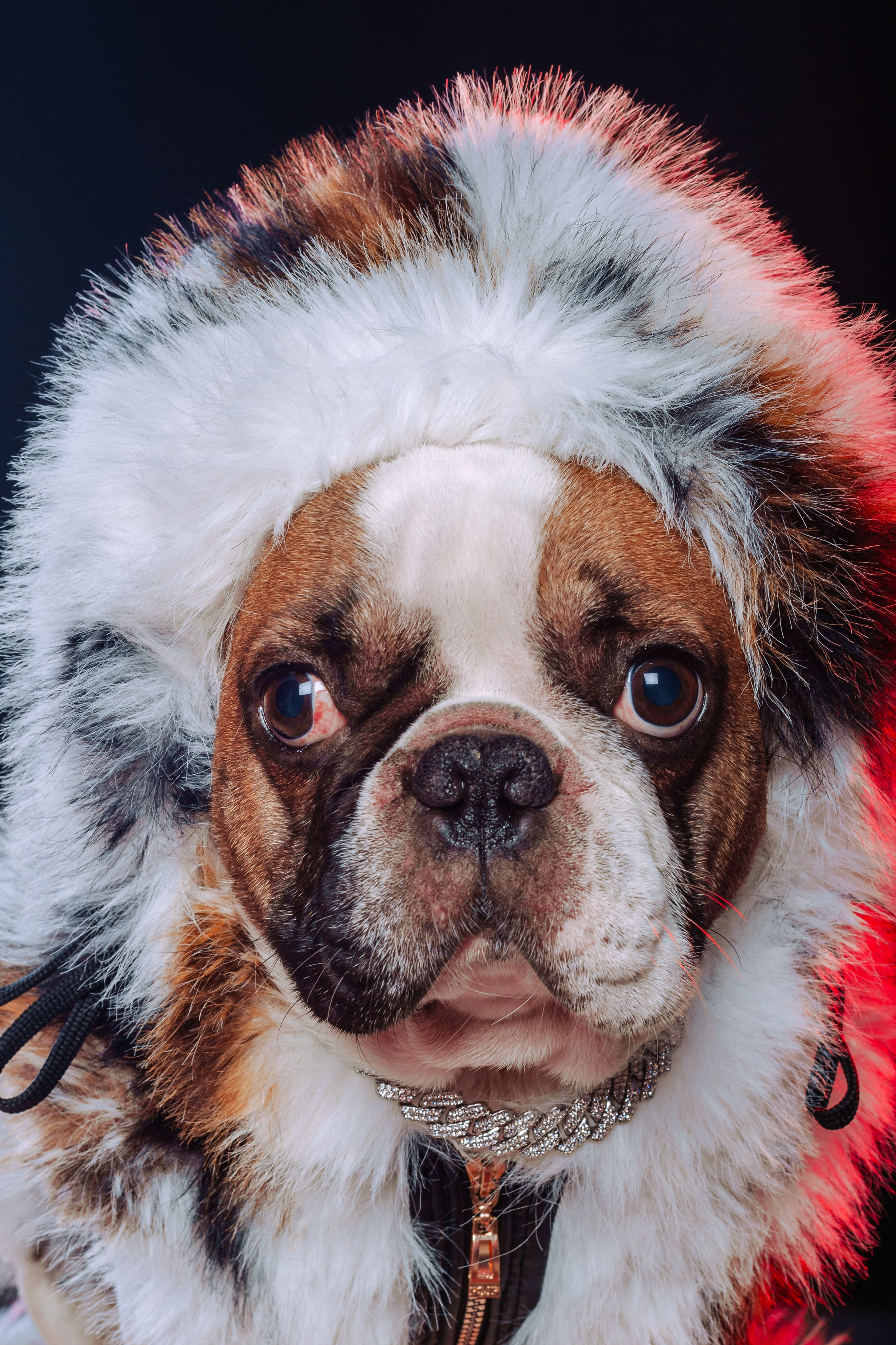 Студийная фотосессия с цветным светом. Фотограф-анималист Татьяна Степанова