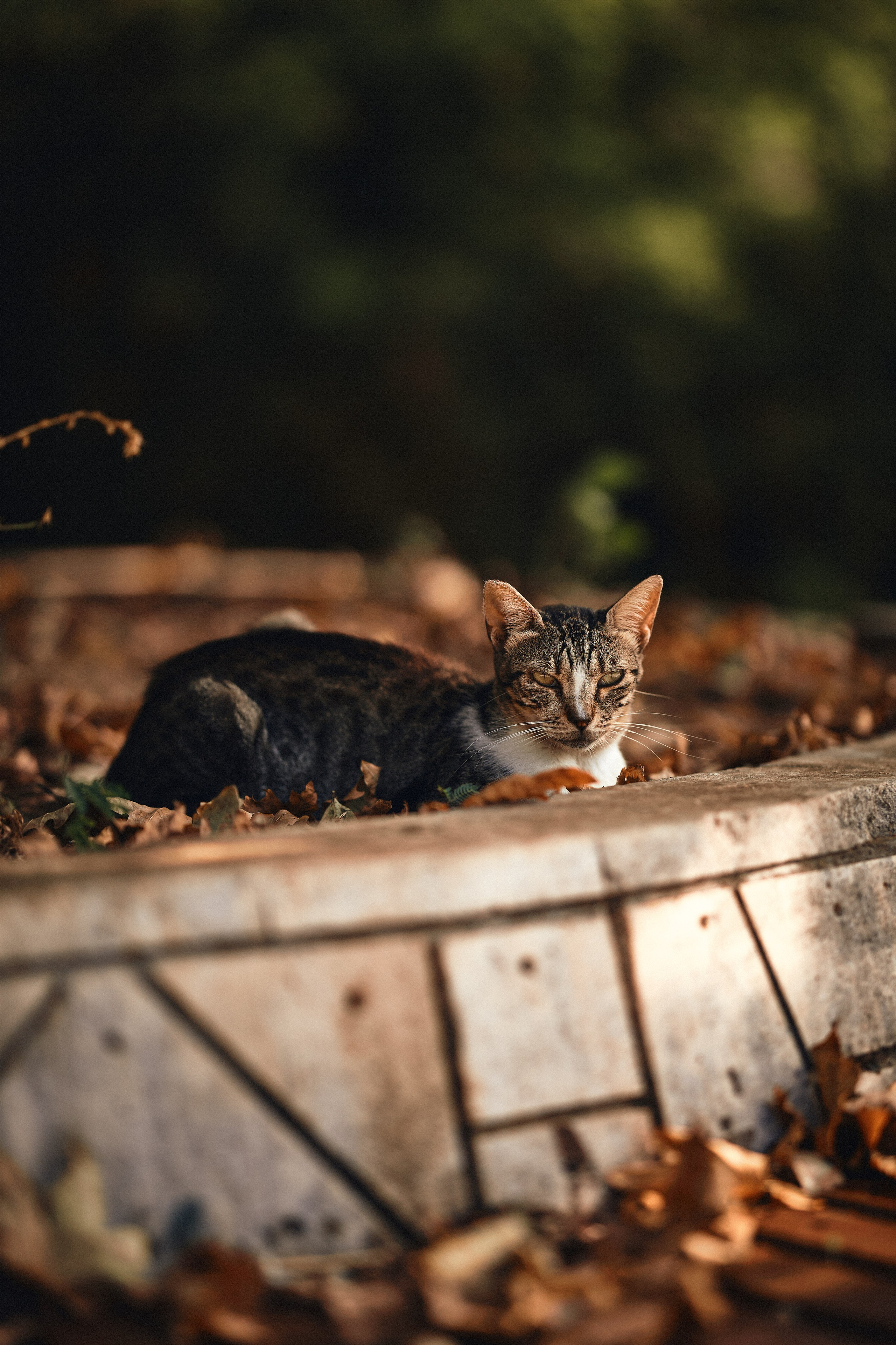 Street. Фотограф в Санкт-Петербурге Шевцов Андрей